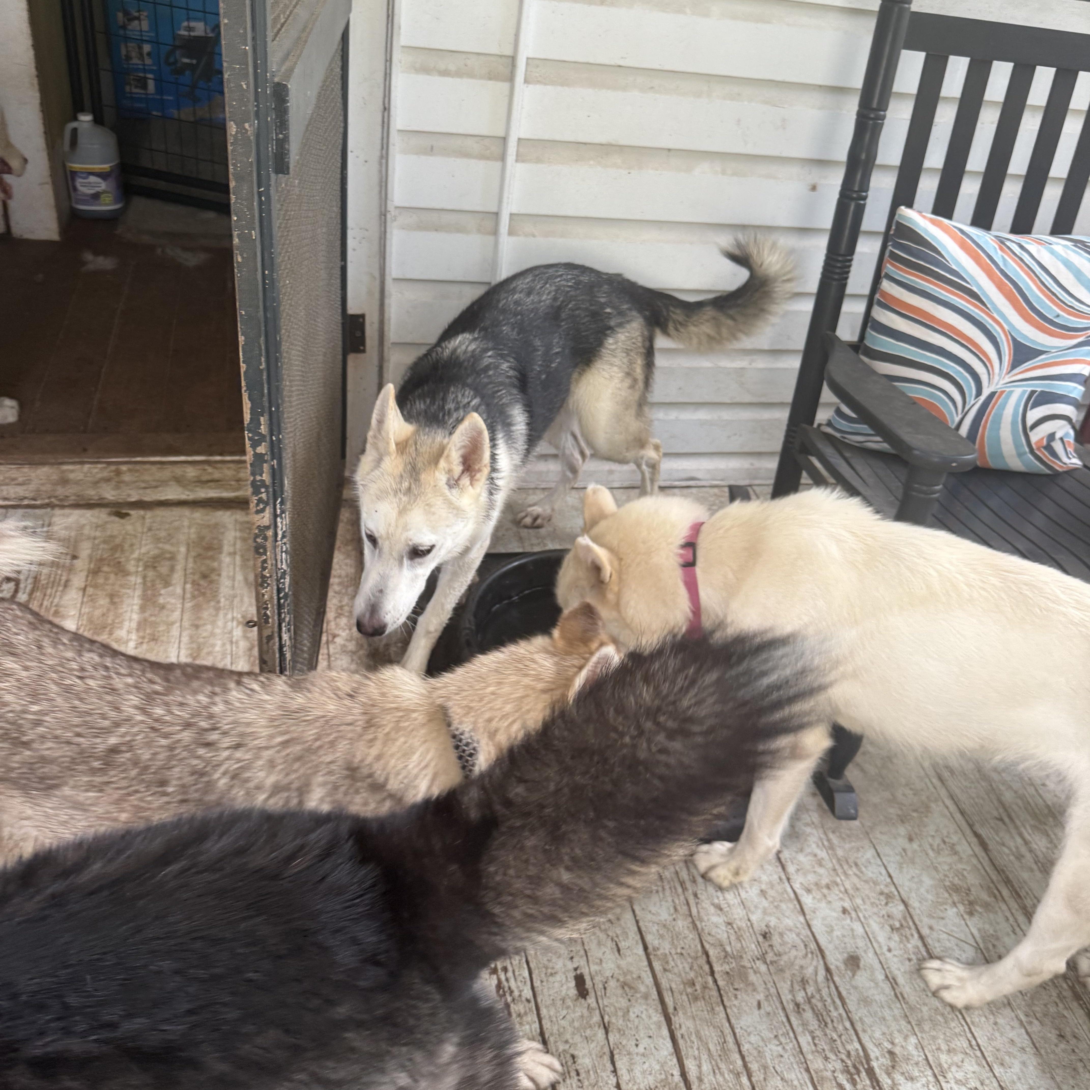 Enlarge Voodoo Ranger, a Adoptable mixed breed in Steubenville, OH image 6/6