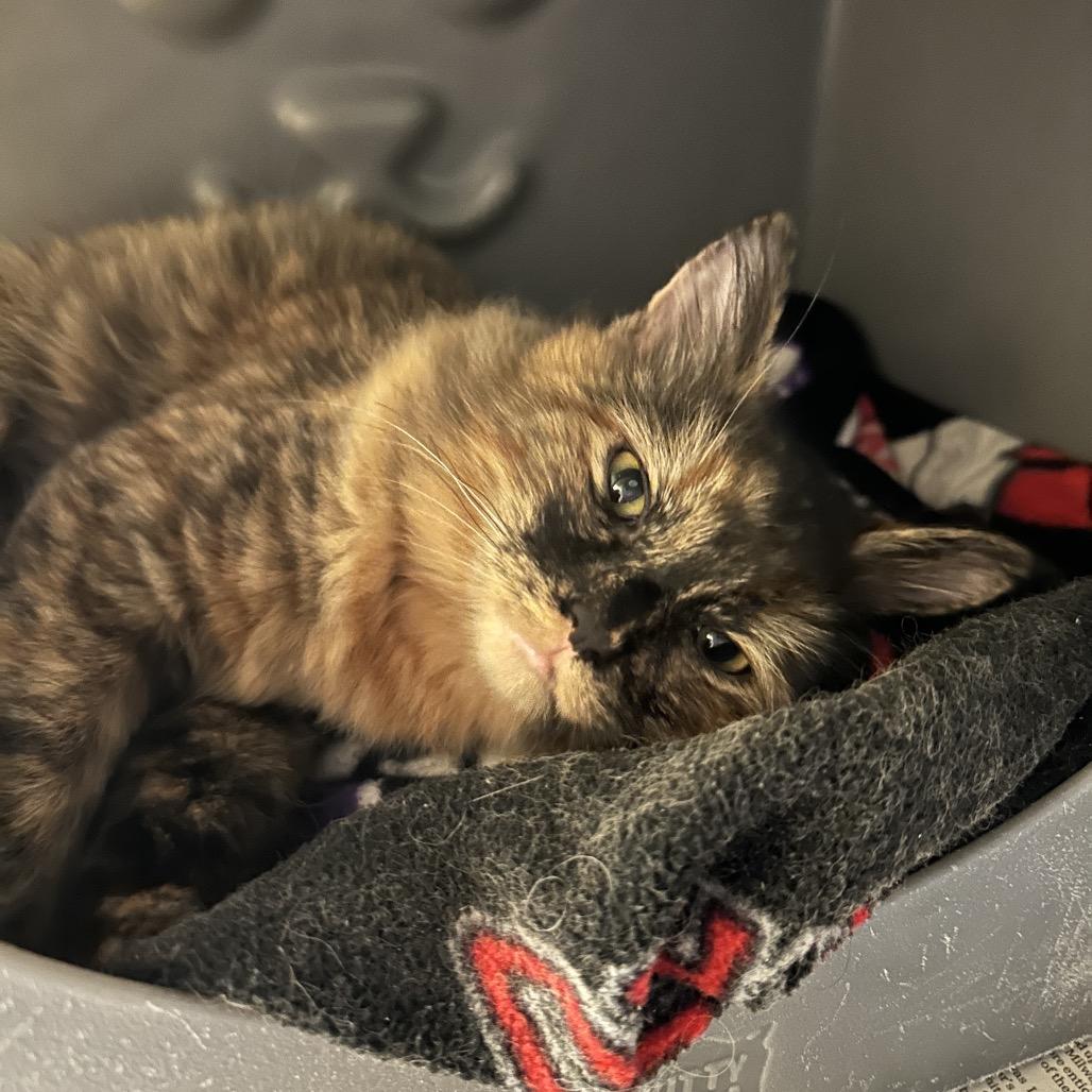 Franky, Adoptable, Adult Female Domestic Short Hair.