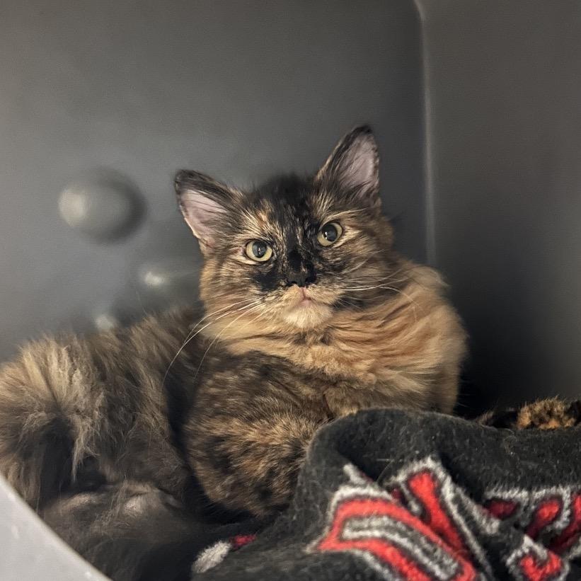 Enlarge Franky, a Adoptable Domestic Short Hair in Waukesha, WI image 2/2