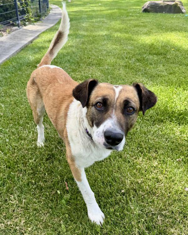 Reno, Adoptable, Adult Male Shepherd & Australian Cattle Dog / Blue Heeler.