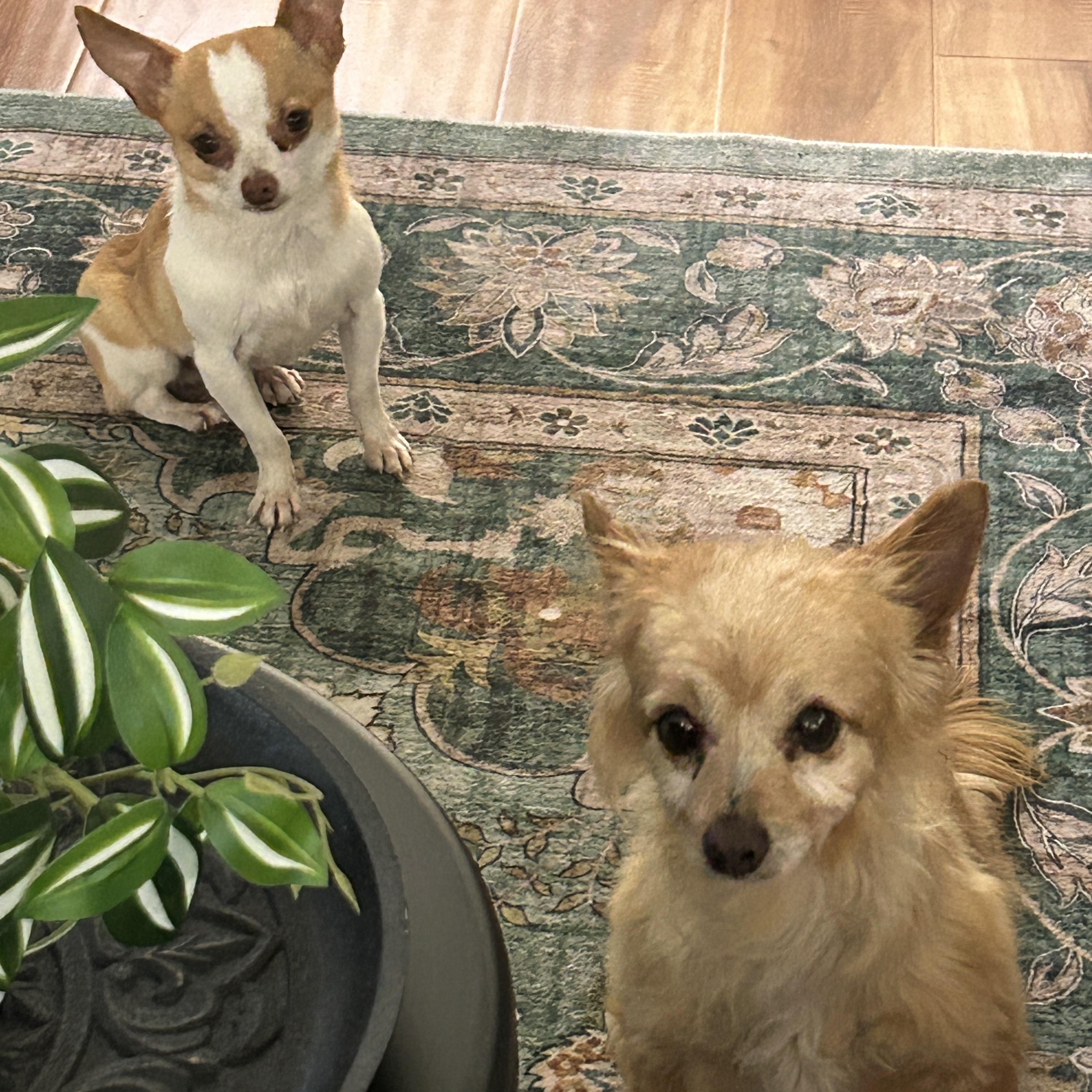Jackson and Kado, a ADOPTABLE Chihuahua in Sarasota, FL image 2/2