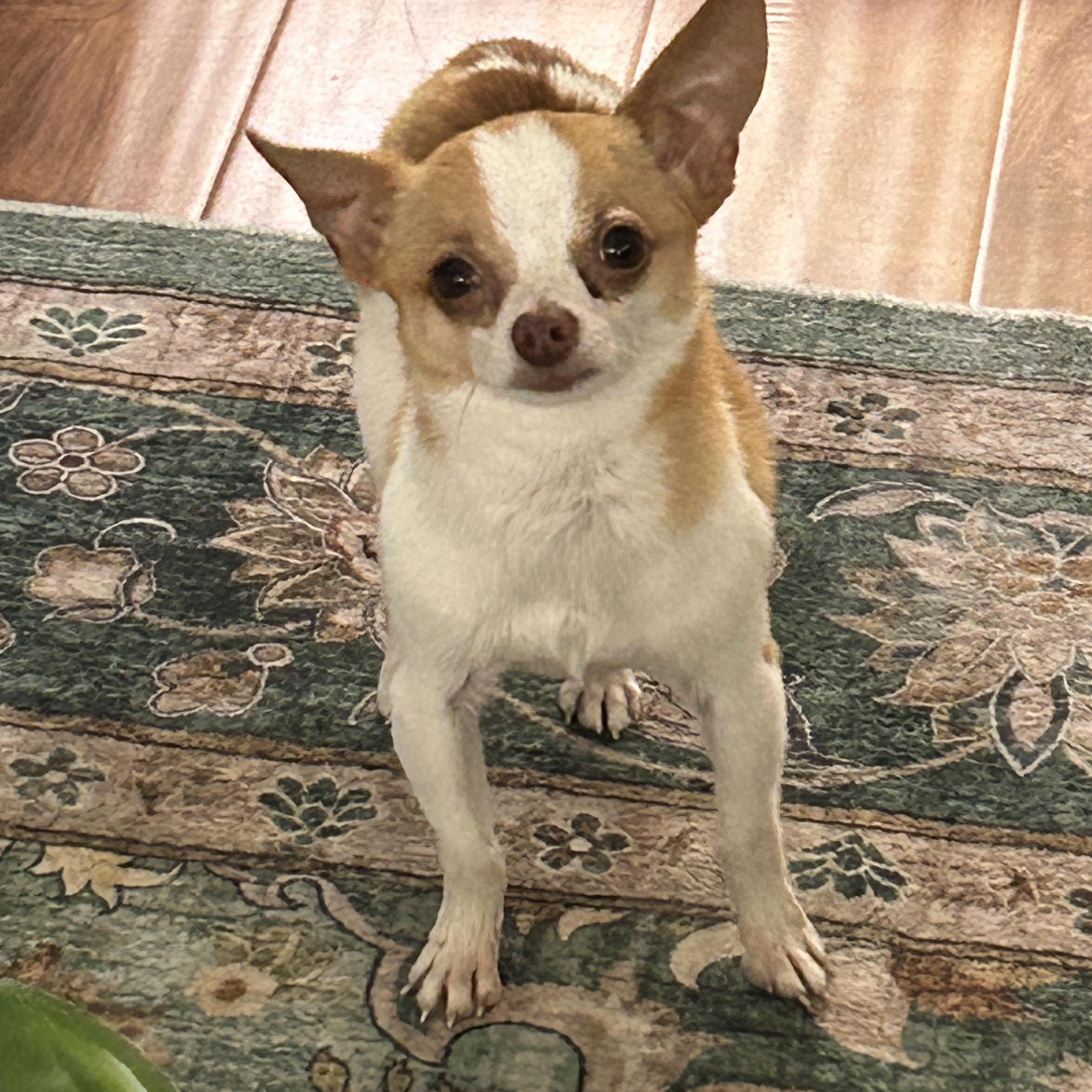 Jackson and Kado, ADOPTABLE, Adult Male Chihuahua.