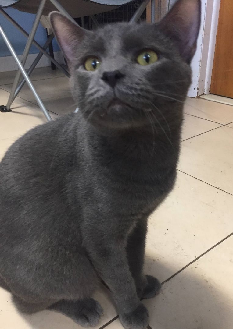 Enlarge O'Malley, a Adoptable Domestic Short Hair in Boiling Springs, PA image 2/3