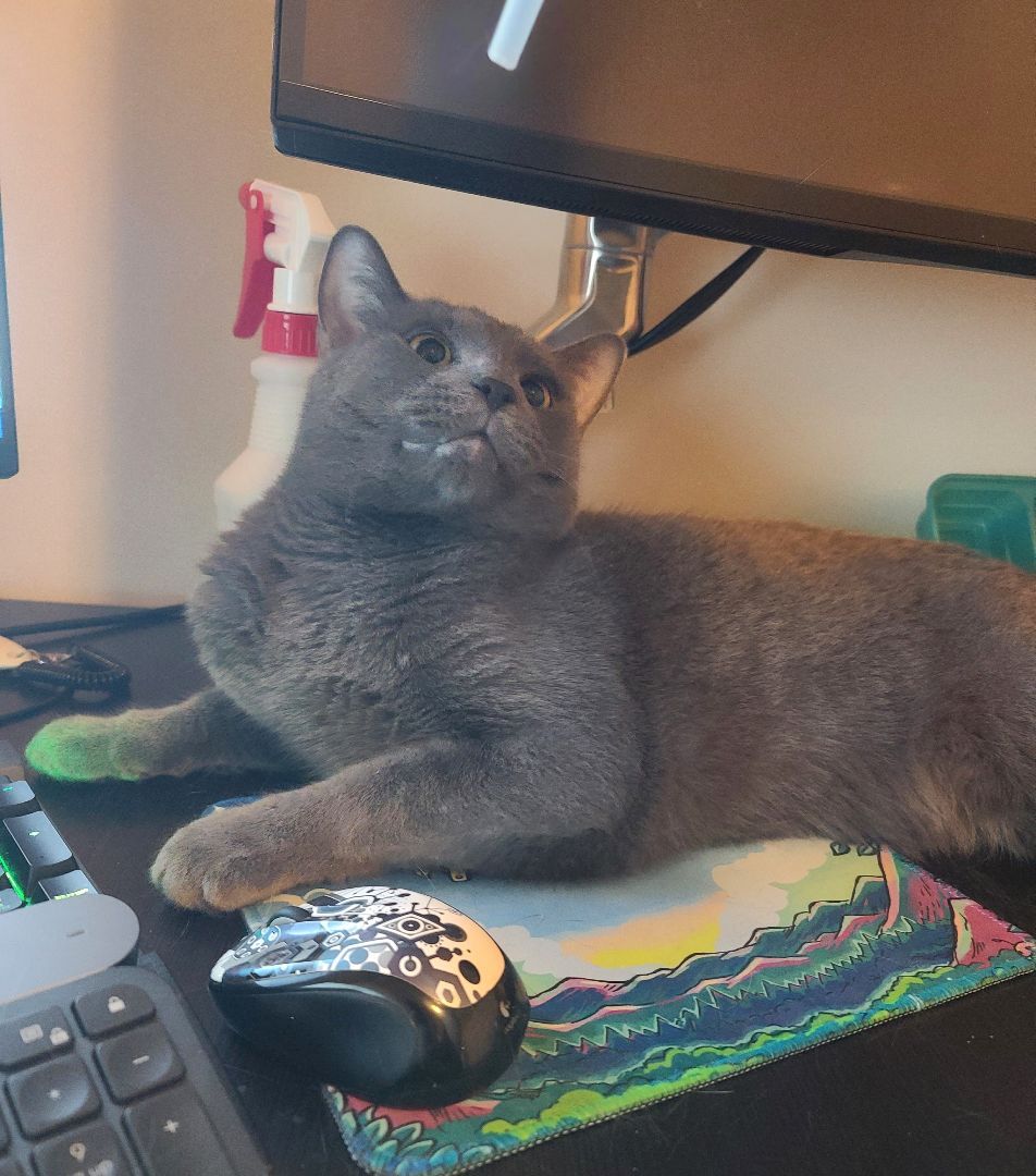 Enlarge O'Malley, a Adoptable Domestic Short Hair in Boiling Springs, PA image 3/3