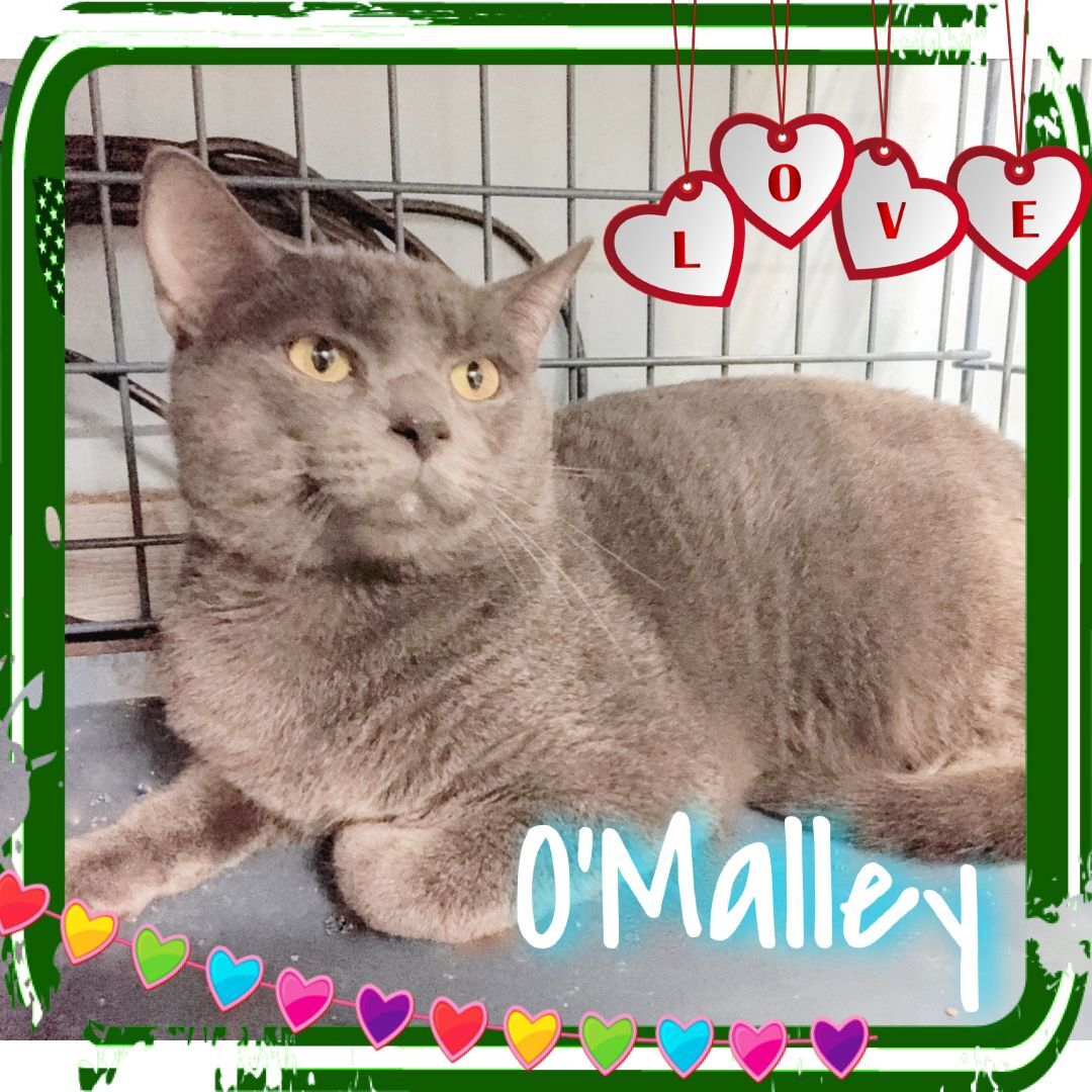 Enlarge O'Malley, a Adoptable Domestic Short Hair in Boiling Springs, PA image 1/3