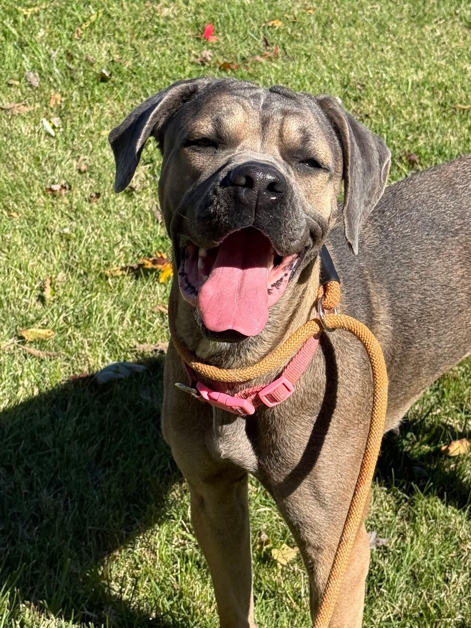Enlarge Aries, an adopted Cane Corso in Harrodsburg, KY image 1/1