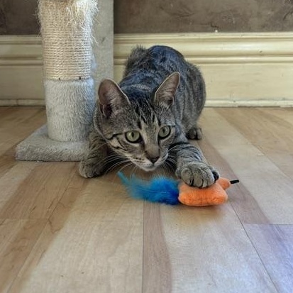 Tiggy, a ADOPTABLE Domestic Short Hair in East Brunswick, NJ image 2/5