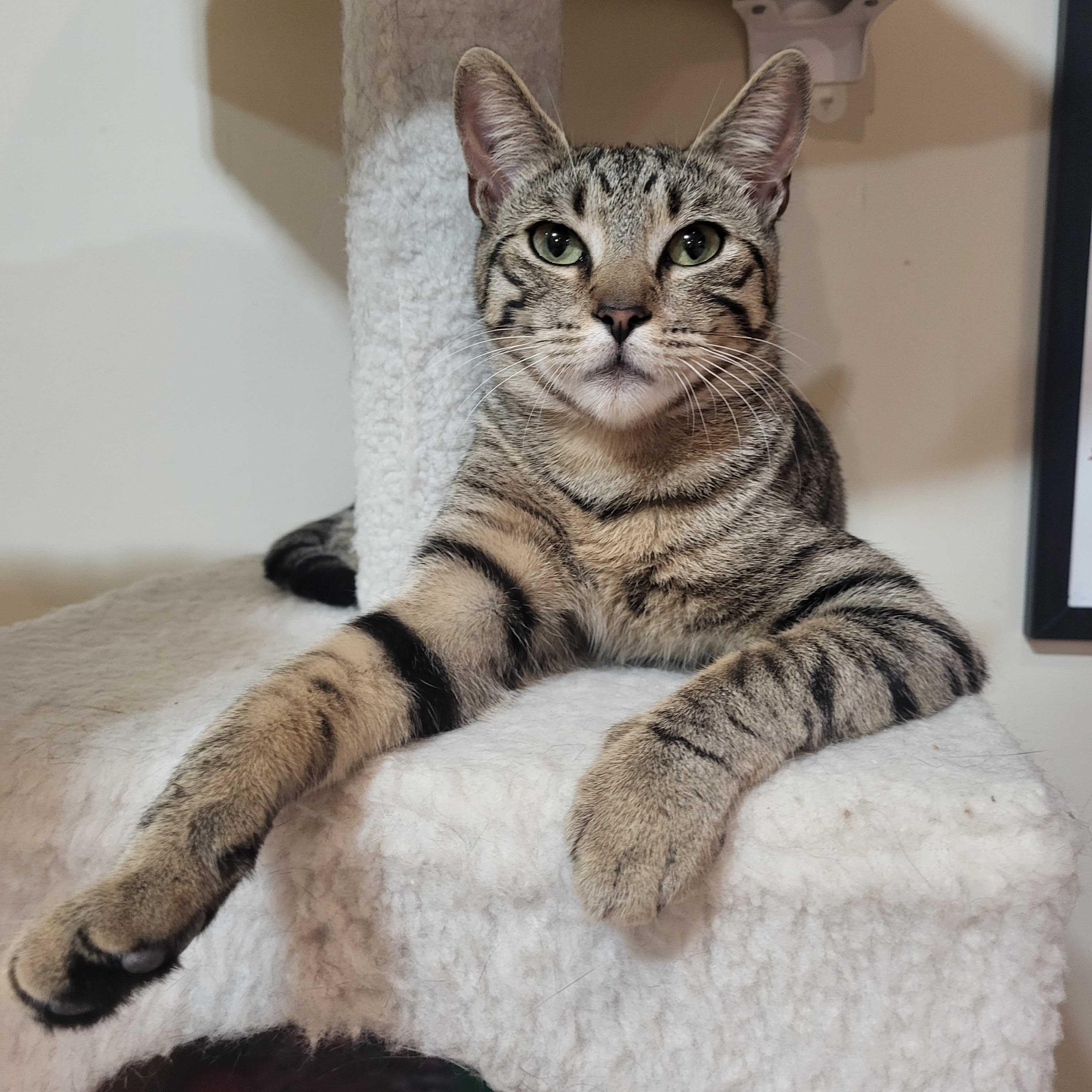 Tiggy, a ADOPTABLE Domestic Short Hair in East Brunswick, NJ image 5/5