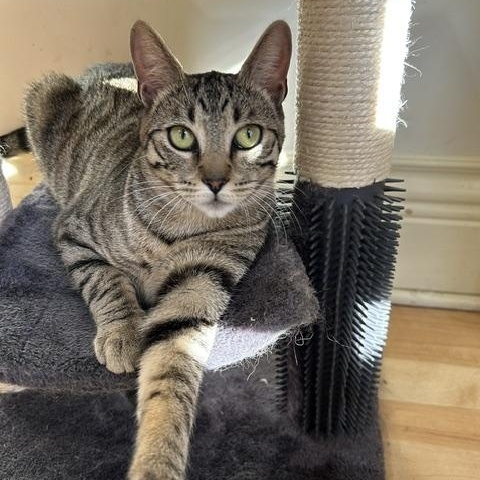 Tiggy, a ADOPTABLE Domestic Short Hair in East Brunswick, NJ image 1/5