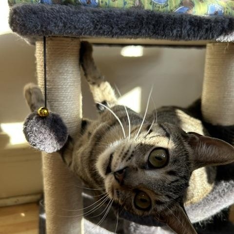 Tiggy, a ADOPTABLE Domestic Short Hair in East Brunswick, NJ image 4/5