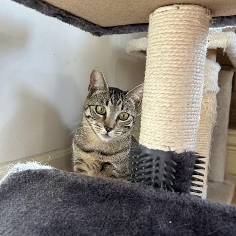 Tiggy, a ADOPTABLE Domestic Short Hair in East Brunswick, NJ image 3/5