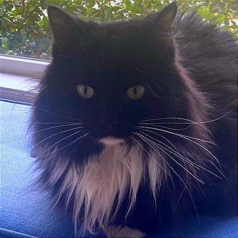 Lorelai, Adoptable, Adult Female Domestic Long Hair & Domestic Short Hair.