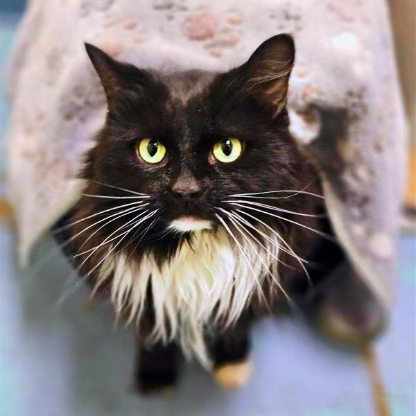 Lorelai, Adoptable, Adult Female Domestic Long Hair & Domestic Short Hair.