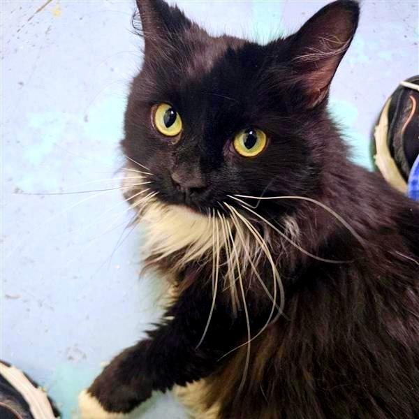 Enlarge Lorelai, a Adoptable mixed breed in Woodinville, WA image 2/4