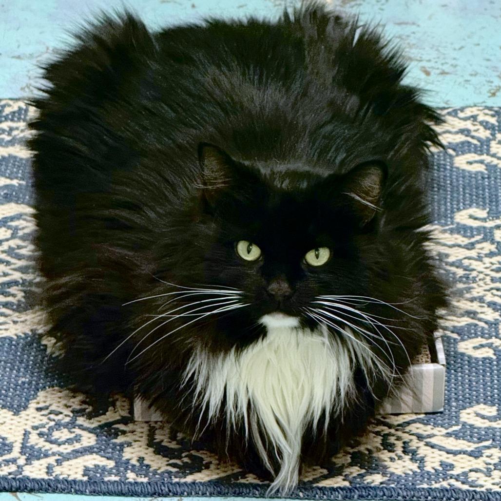 Enlarge Lorelai, a Adoptable mixed breed in Woodinville, WA image 3/4