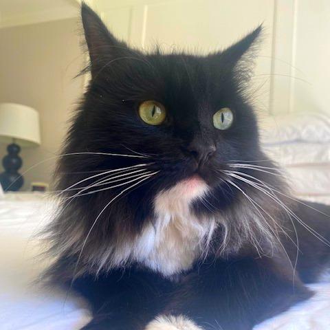 Lorelai, a Adoptable mixed breed in Woodinville, WA image 5/6
