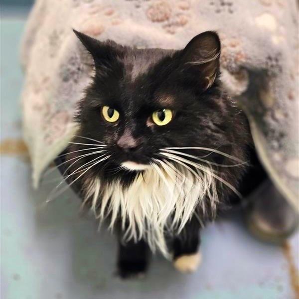 Enlarge Lorelai, a Adoptable mixed breed in Woodinville, WA image 4/4