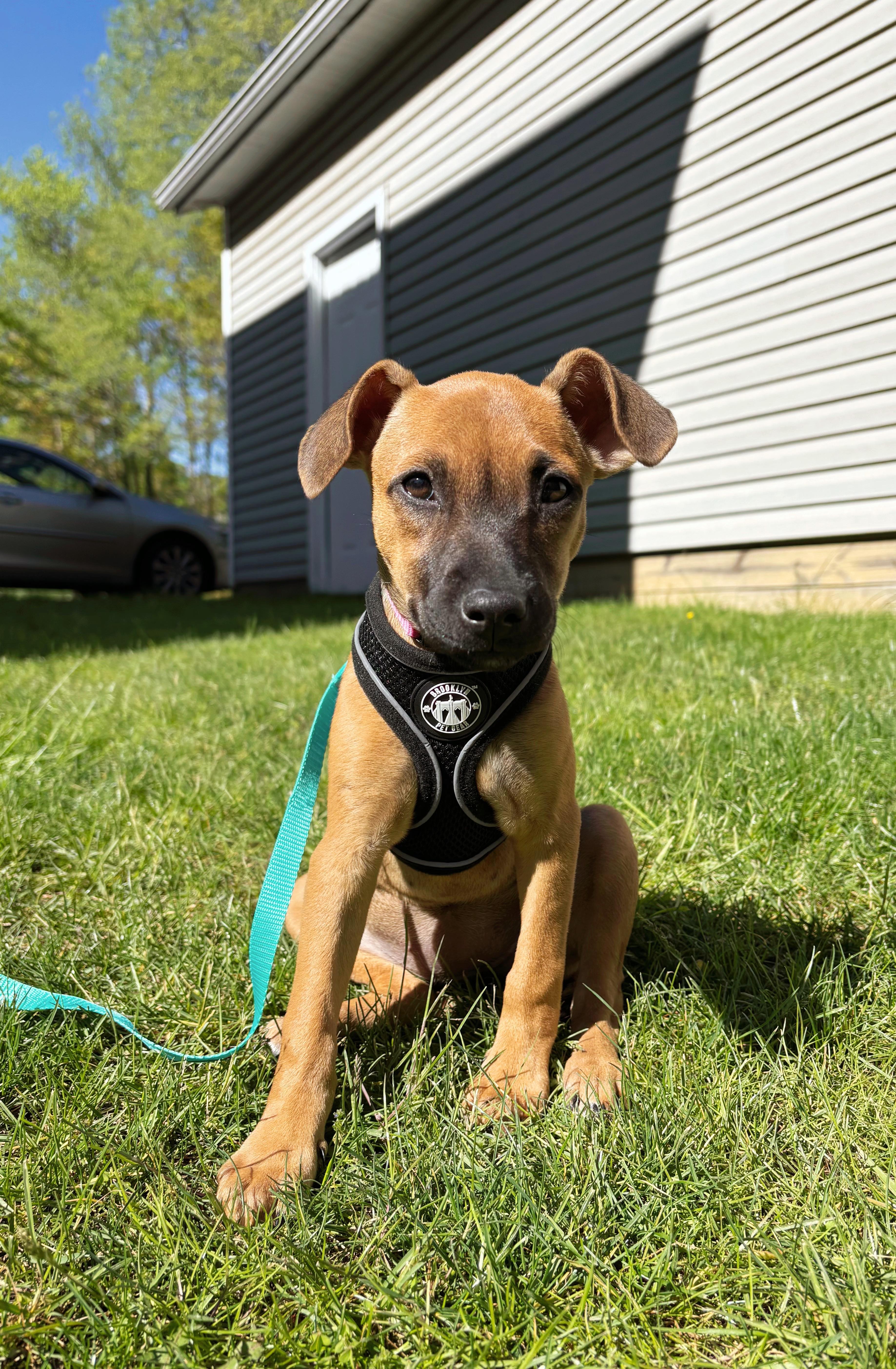 Biscotti, an adopted Mixed Breed in Seville, OH image 1/4