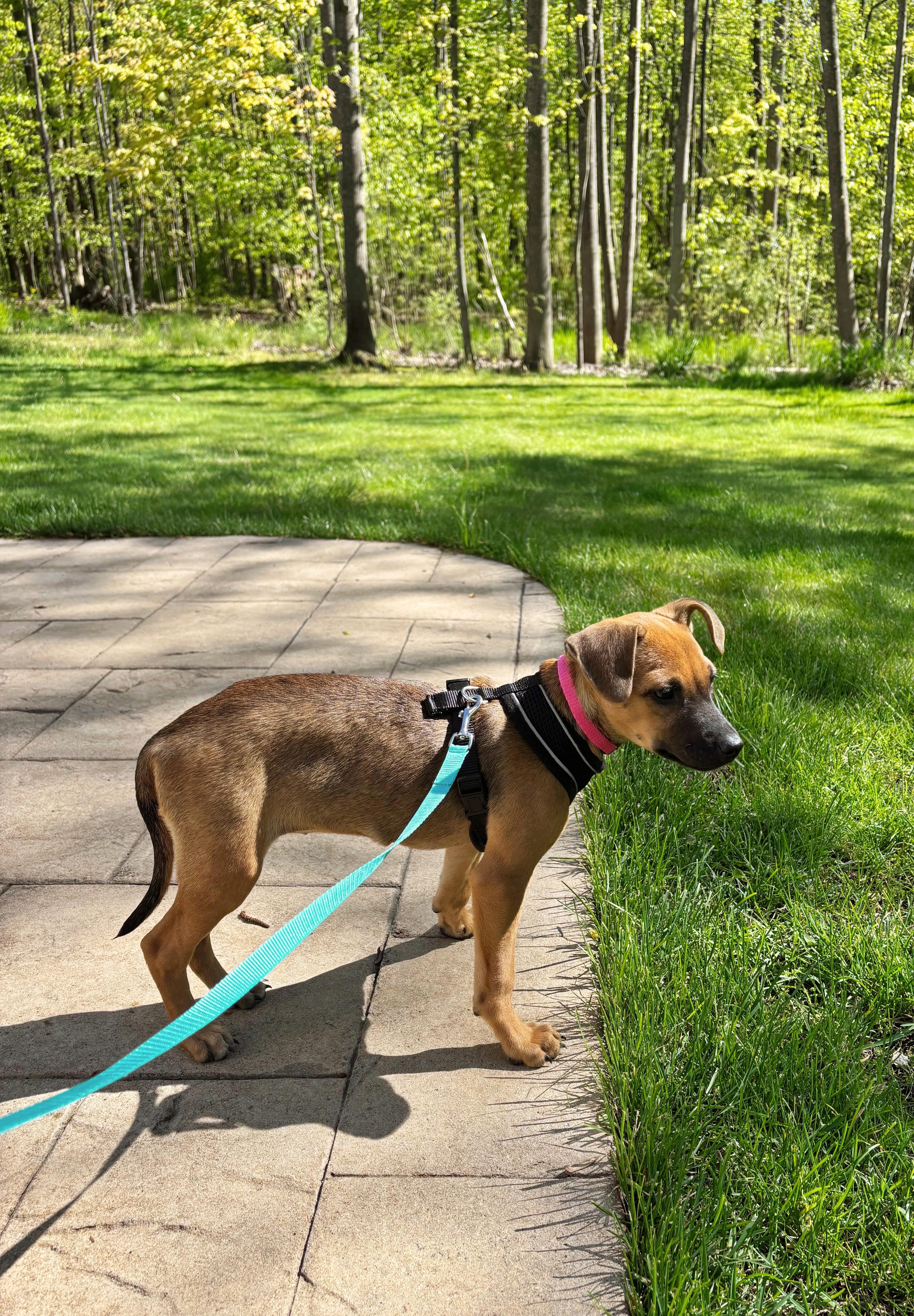 Biscotti, an adopted Mixed Breed in Seville, OH image 3/4