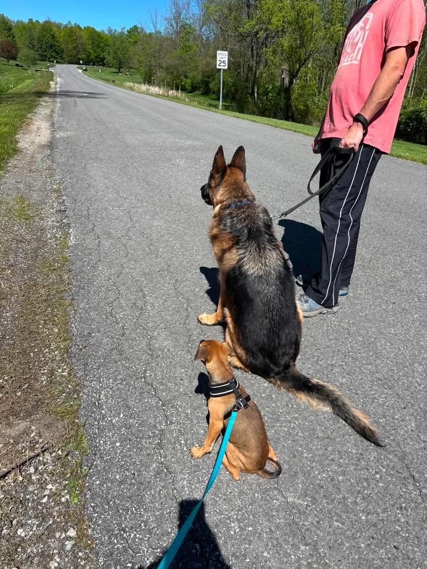 Biscotti, an adopted Mixed Breed in Seville, OH image 4/4