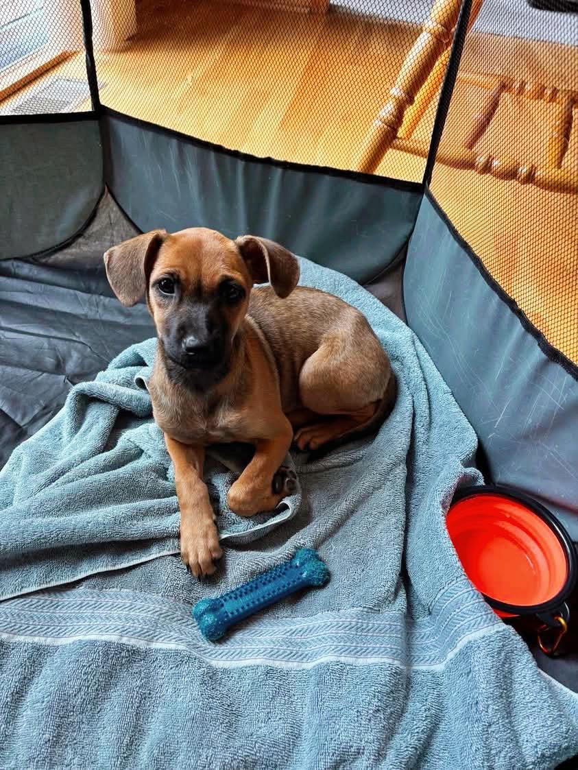 Biscotti, an adopted Mixed Breed in Seville, OH image 2/4