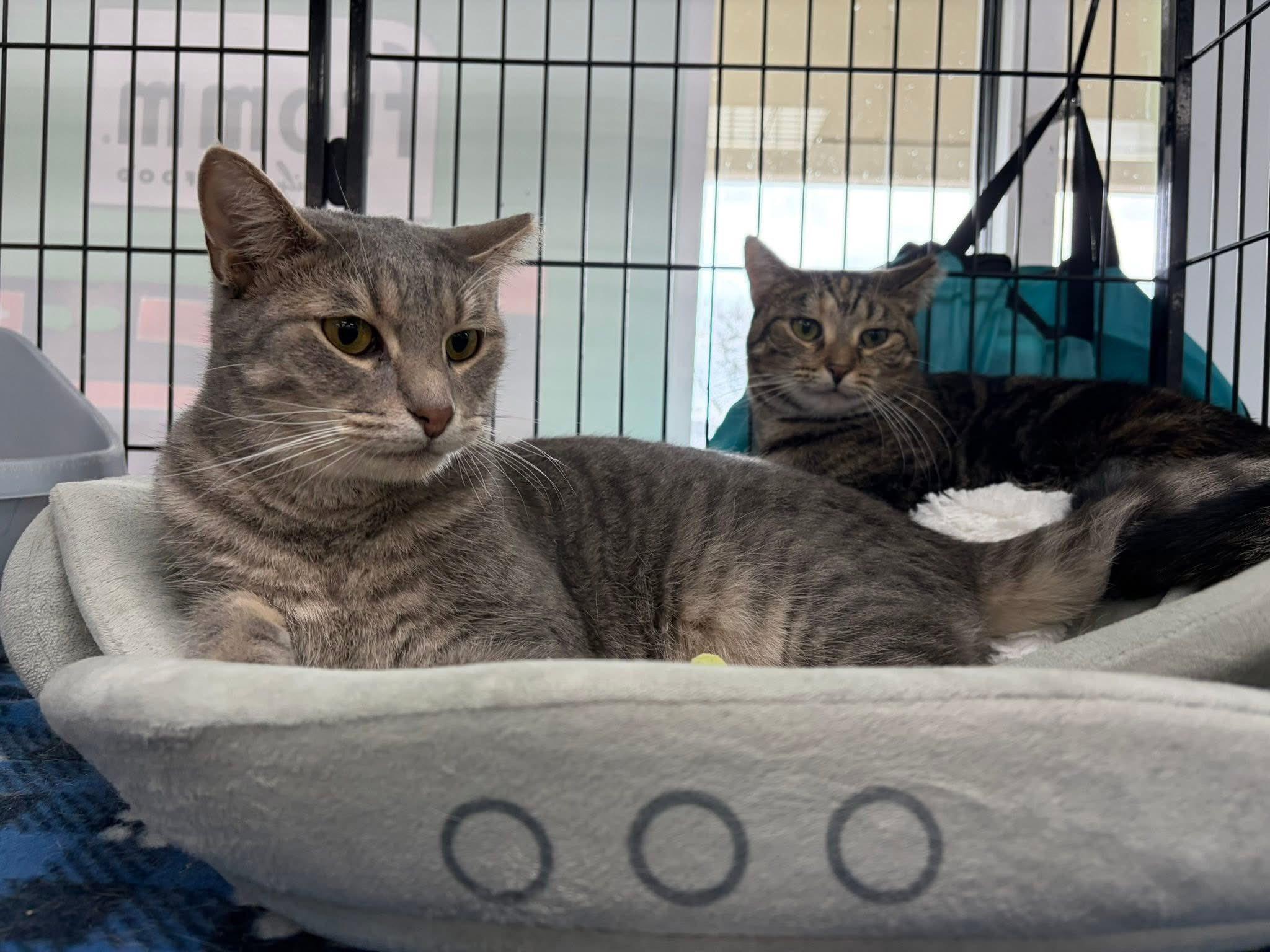 Bowie, Adoptable, Young Male Domestic Short Hair.