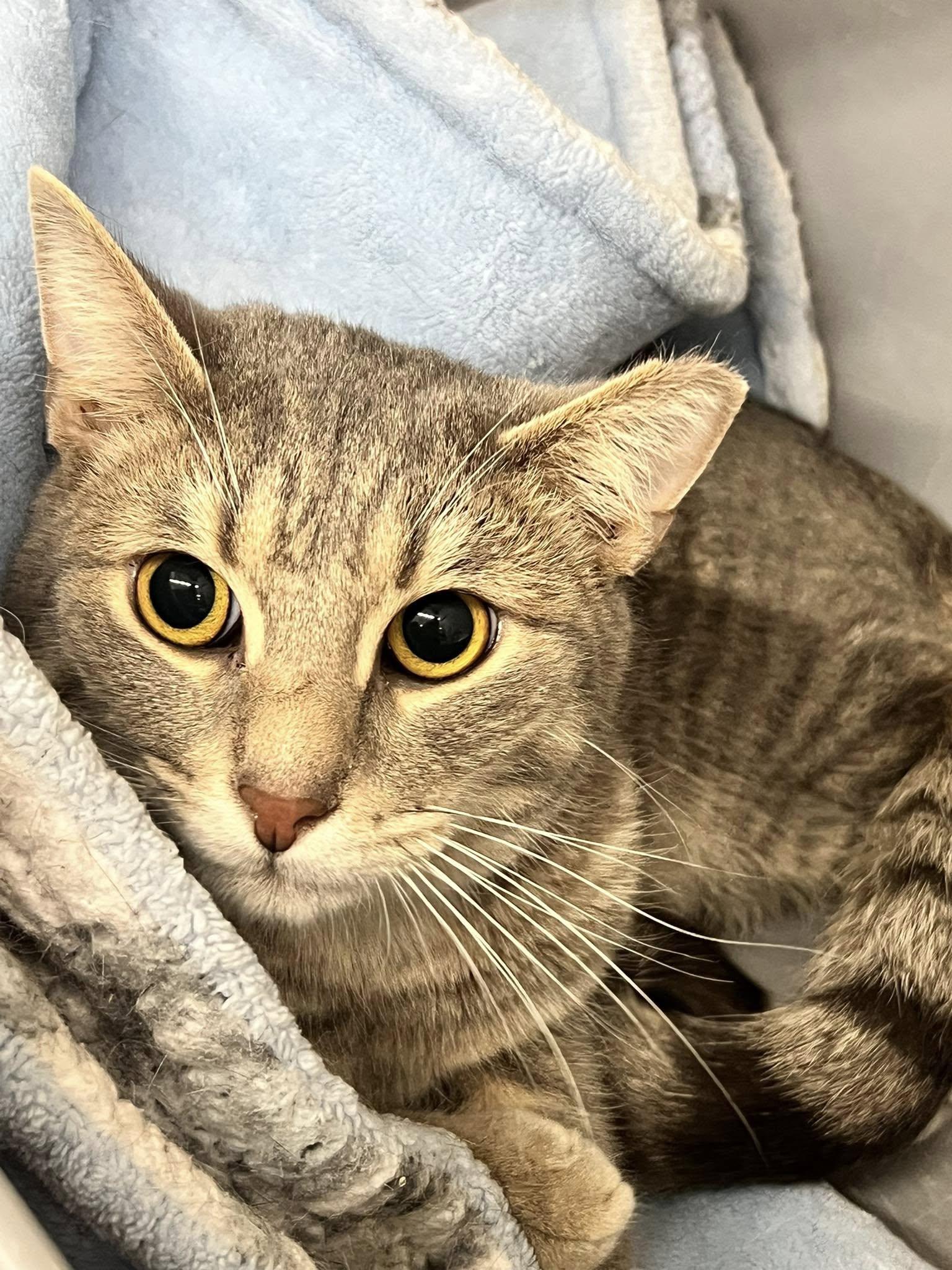 Enlarge Bowie, a Adoptable Domestic Short Hair in Cleveland, OH image 2/6