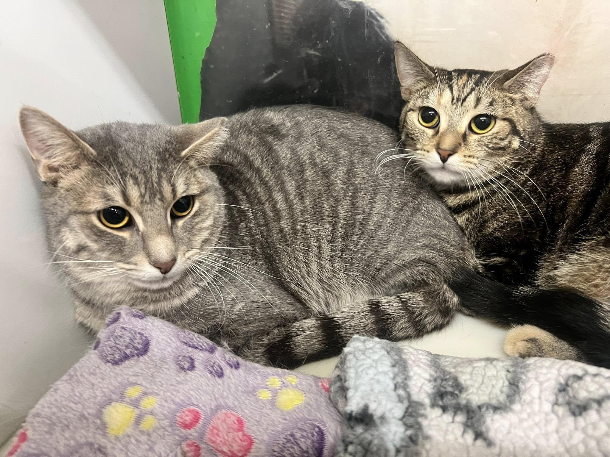 Enlarge Bowie, a Adoptable Domestic Short Hair in Cleveland, OH image 5/6