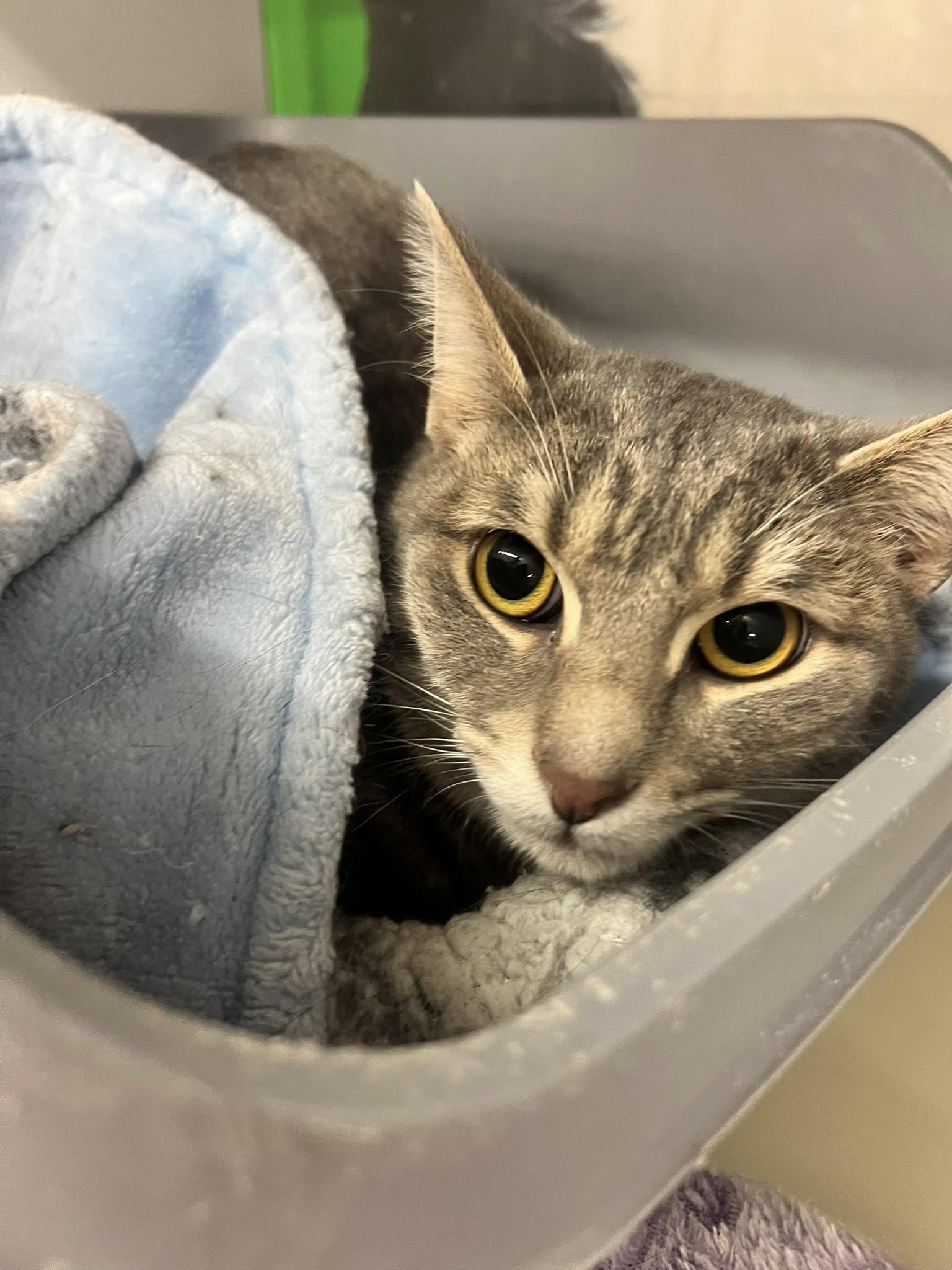 Enlarge Bowie, a Adoptable Domestic Short Hair in Cleveland, OH image 4/6