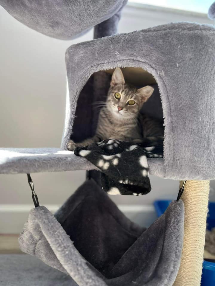 Enlarge Bowie, a Adoptable Domestic Short Hair in Cleveland, OH image 6/6