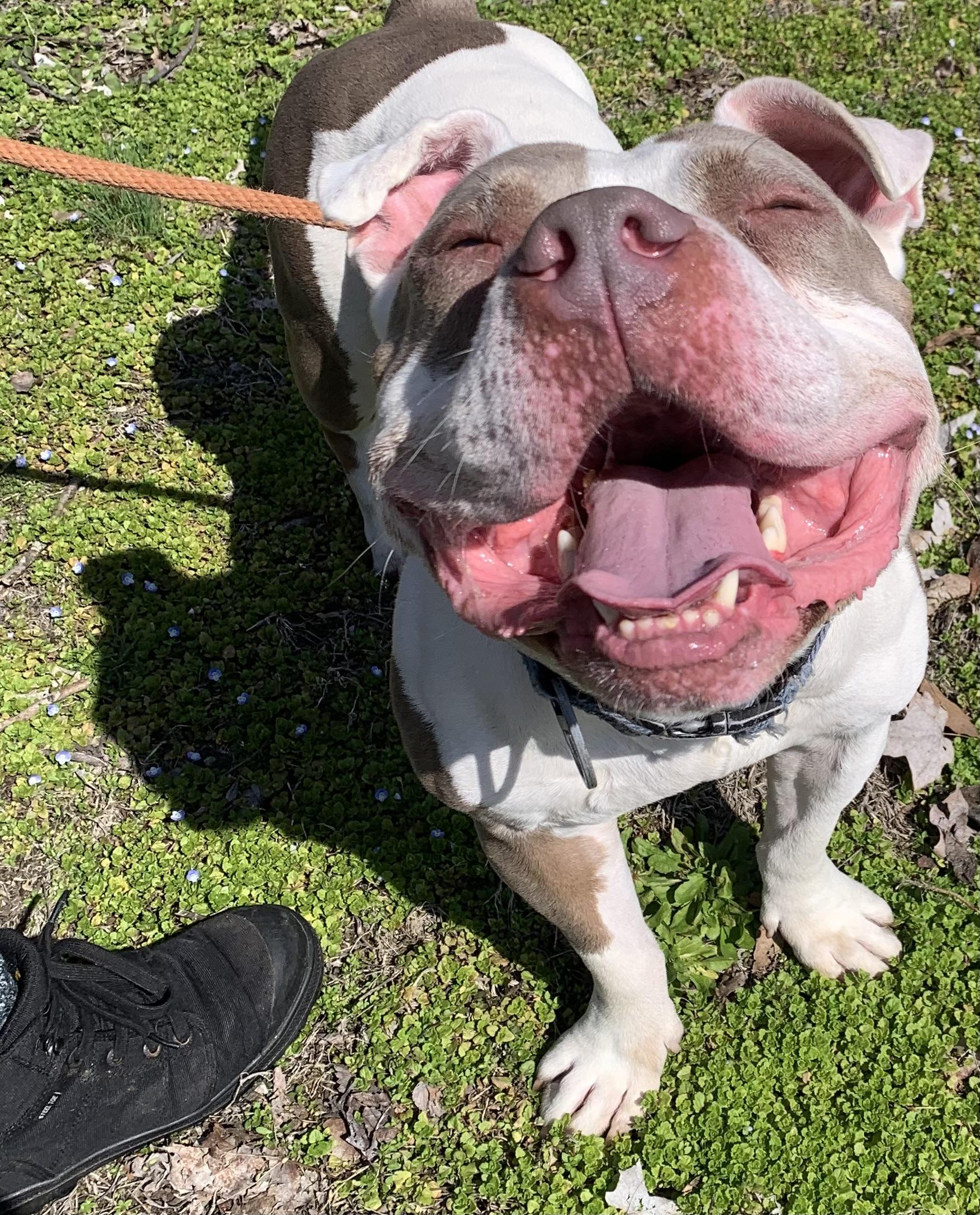 Enlarge Spanky, an adopted American Bully in McKeesport, PA image 6/6