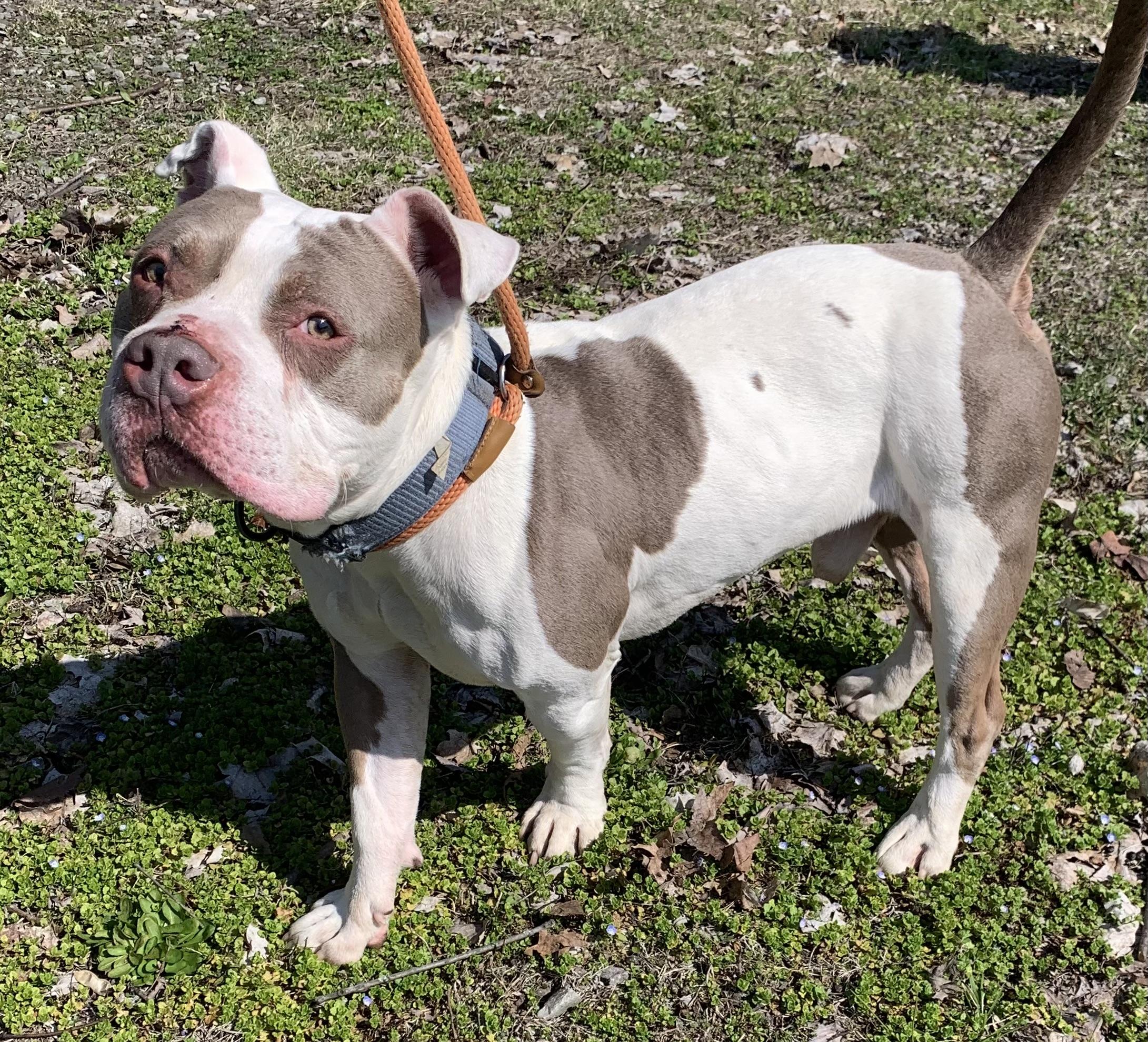 Enlarge Spanky, an adopted American Bully in McKeesport, PA image 4/6