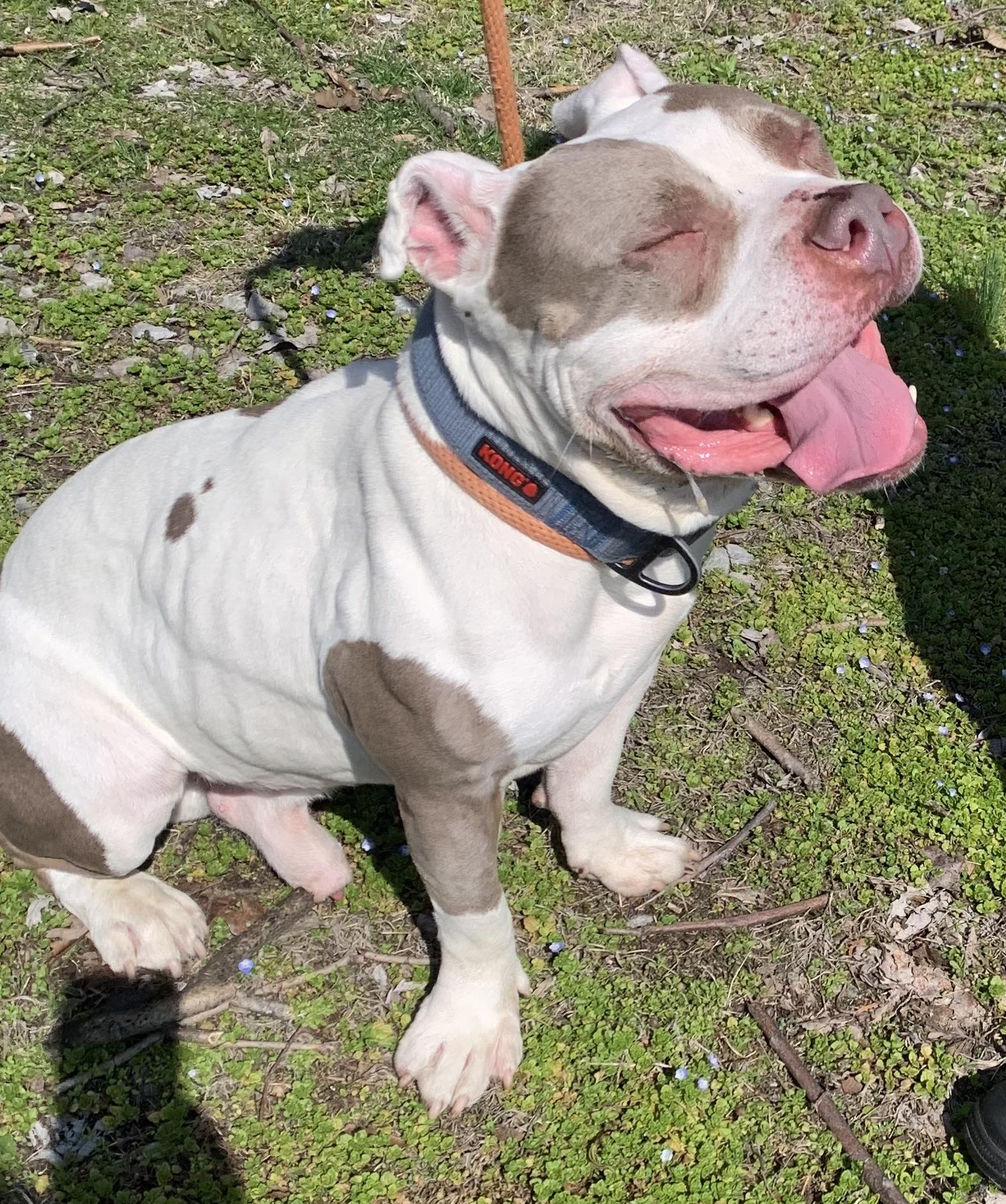 Enlarge Spanky, an adopted American Bully in McKeesport, PA image 5/6