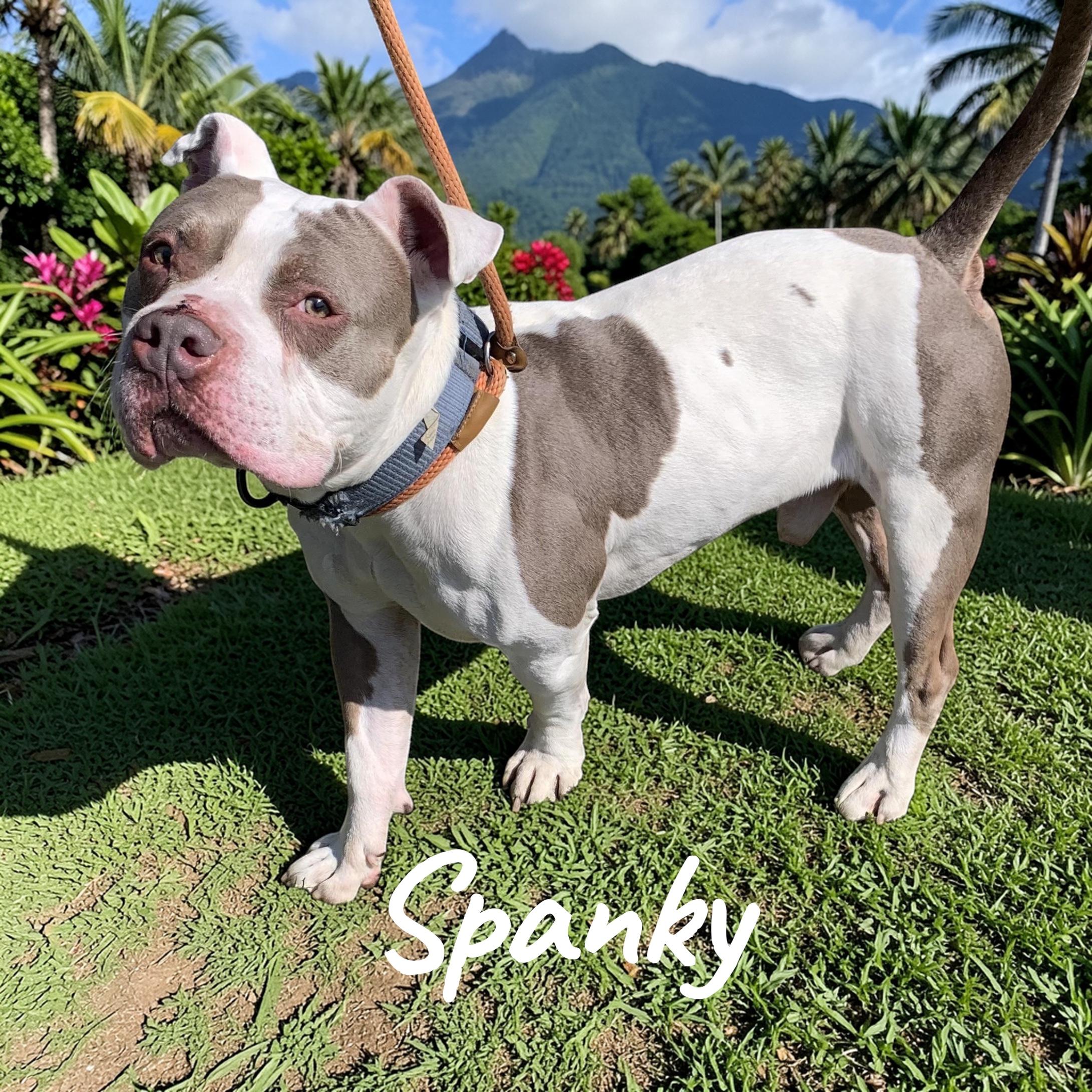 Spanky, ADOPTABLE, Young Male American Bully.