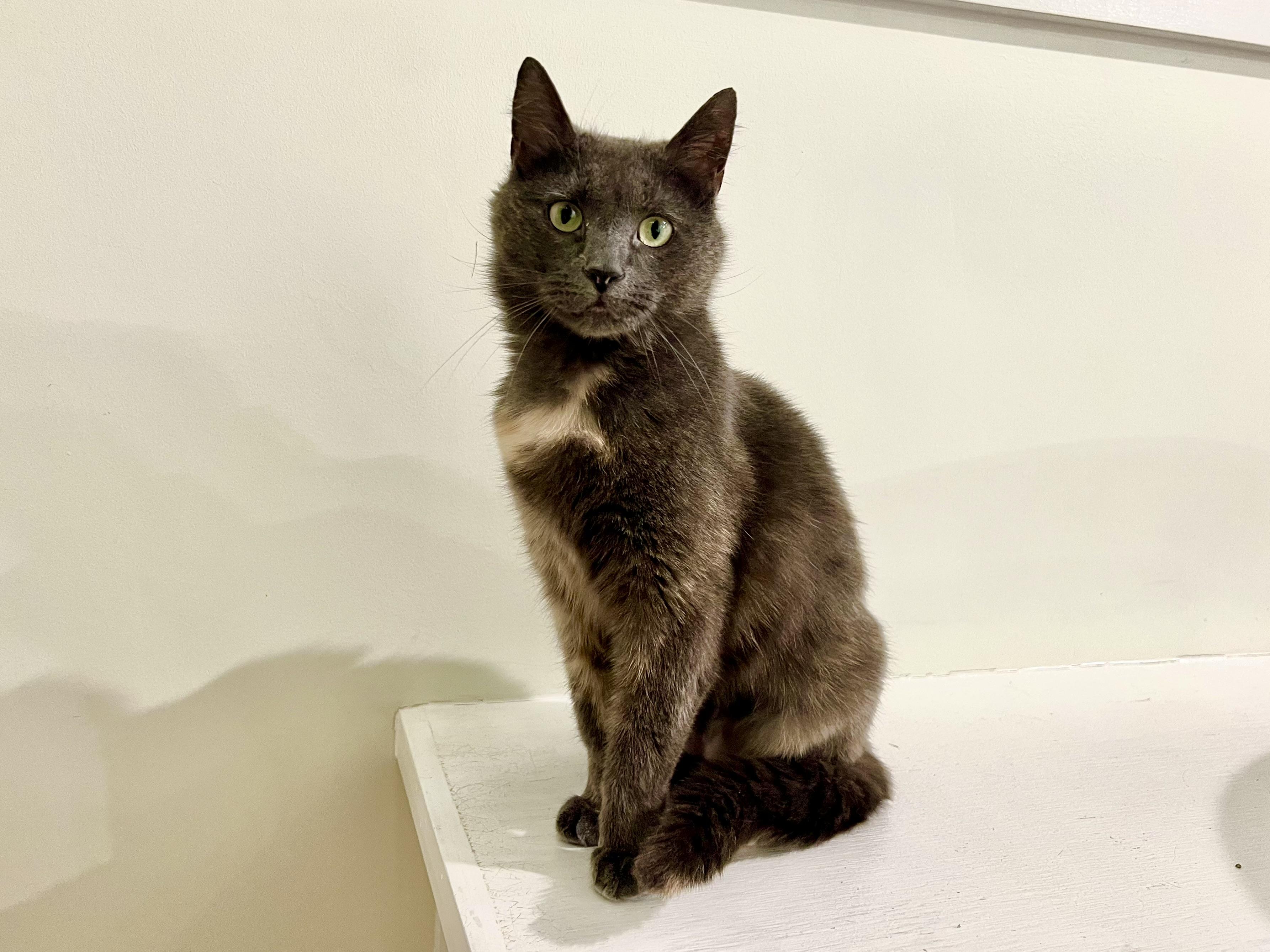 Lucy, ADOPTABLE, Adult Female Domestic Short Hair.