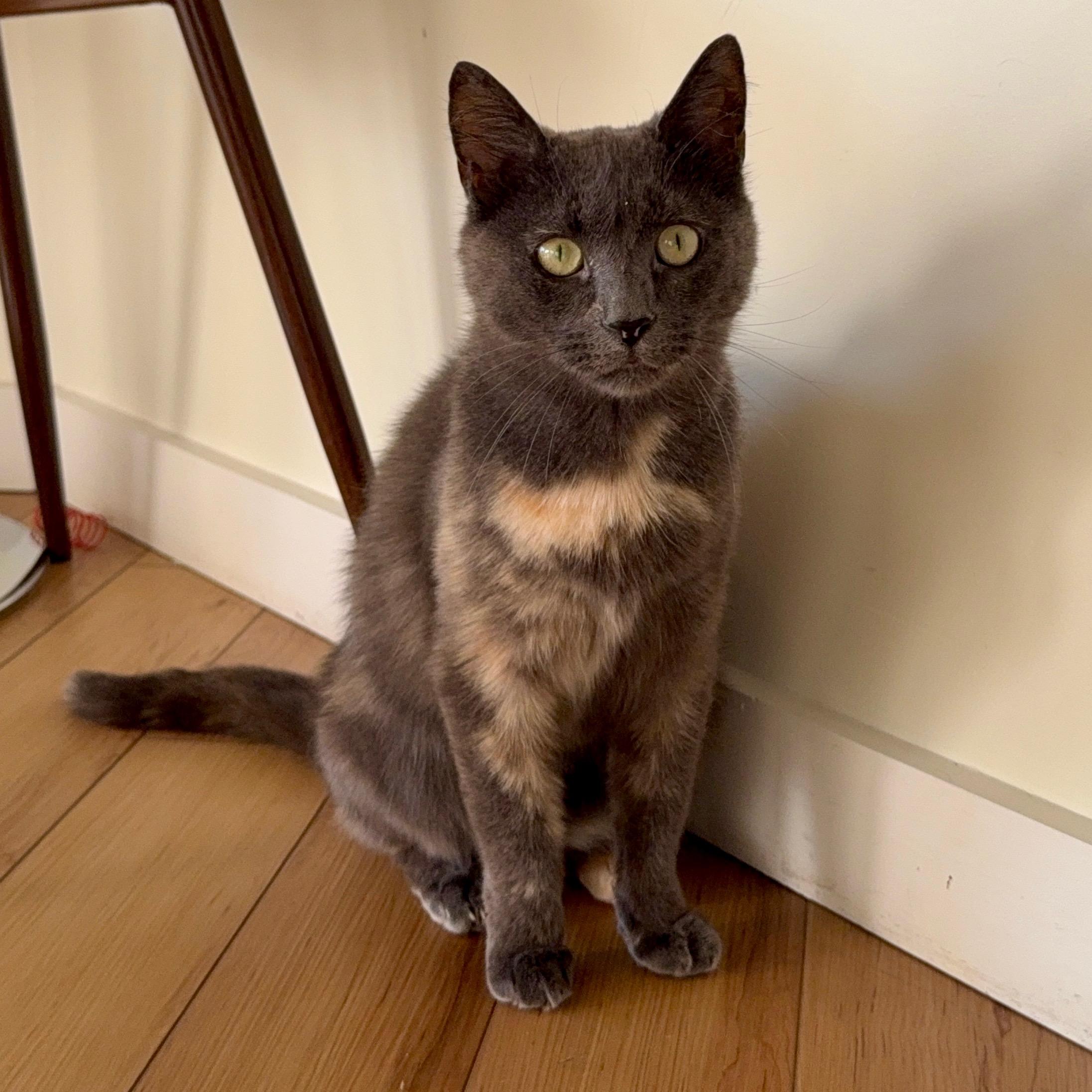Lucy, ADOPTABLE, Adult Female Domestic Short Hair.
