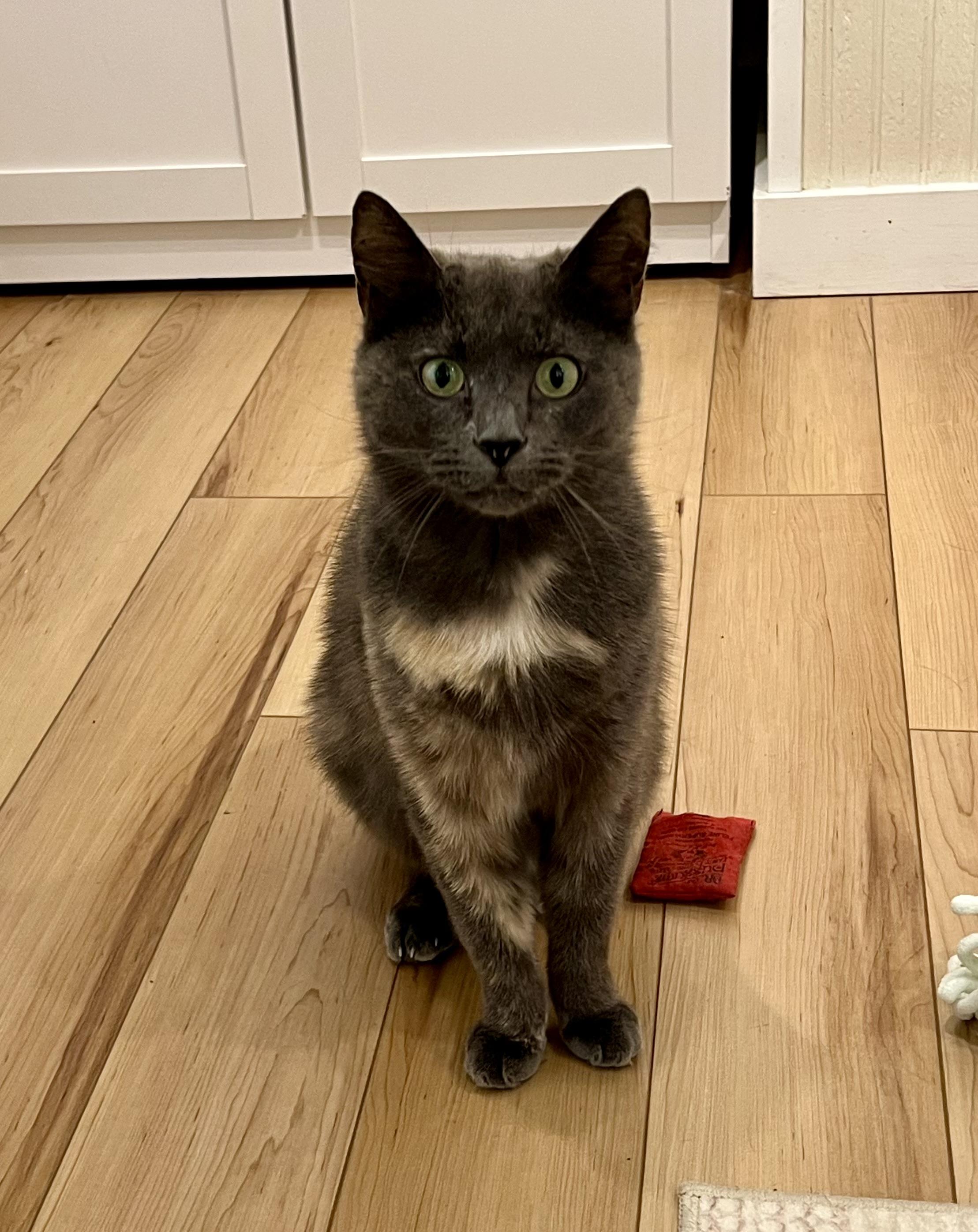 Enlarge Lucy, a ADOPTABLE Domestic Short Hair in Old Saybrook, CT image 1/2