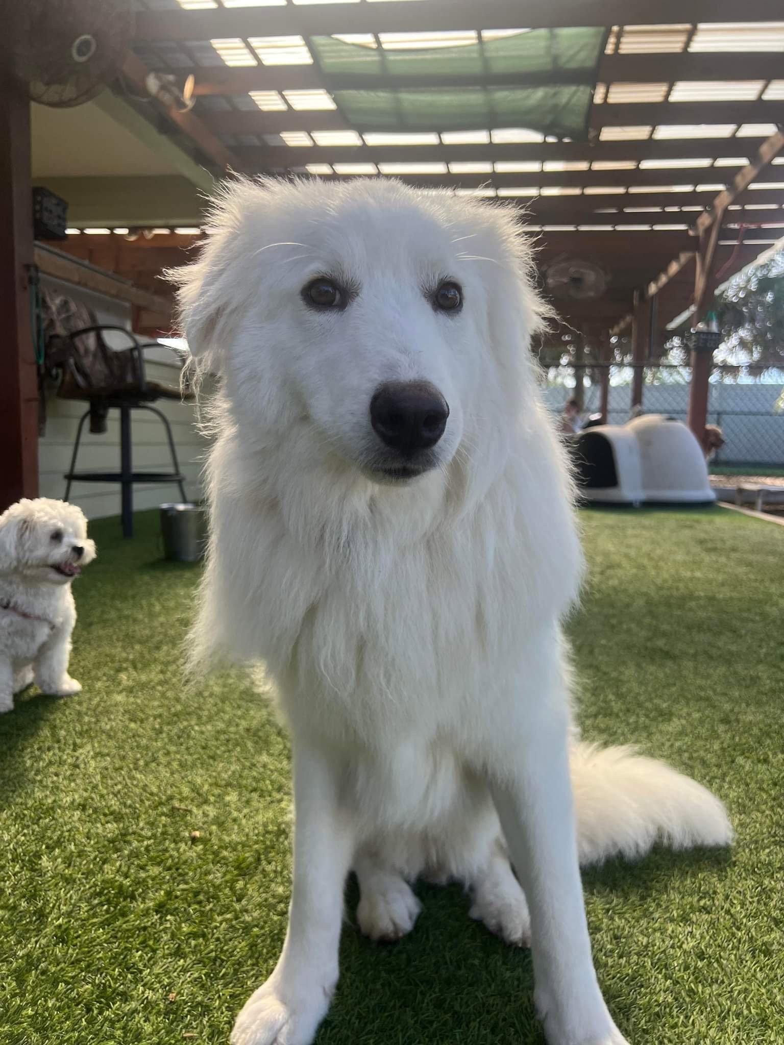Stella- Foster or Foster to Adopt Needed!, Adoptable, Young Female Great Pyrenees.