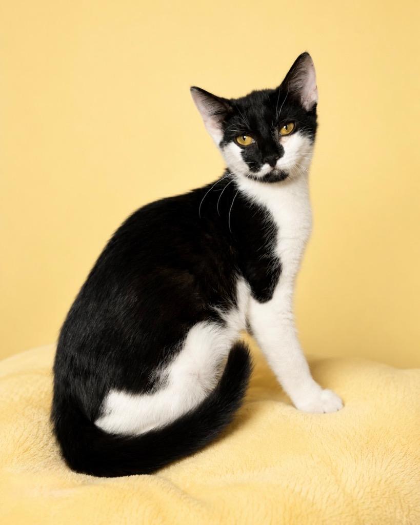 Enlarge Chickpea, a Adoptable mixed breed in Tifton, GA image 1/4