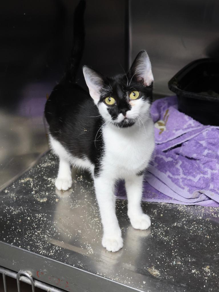 Enlarge Chickpea, a Adoptable mixed breed in Tifton, GA image 2/4