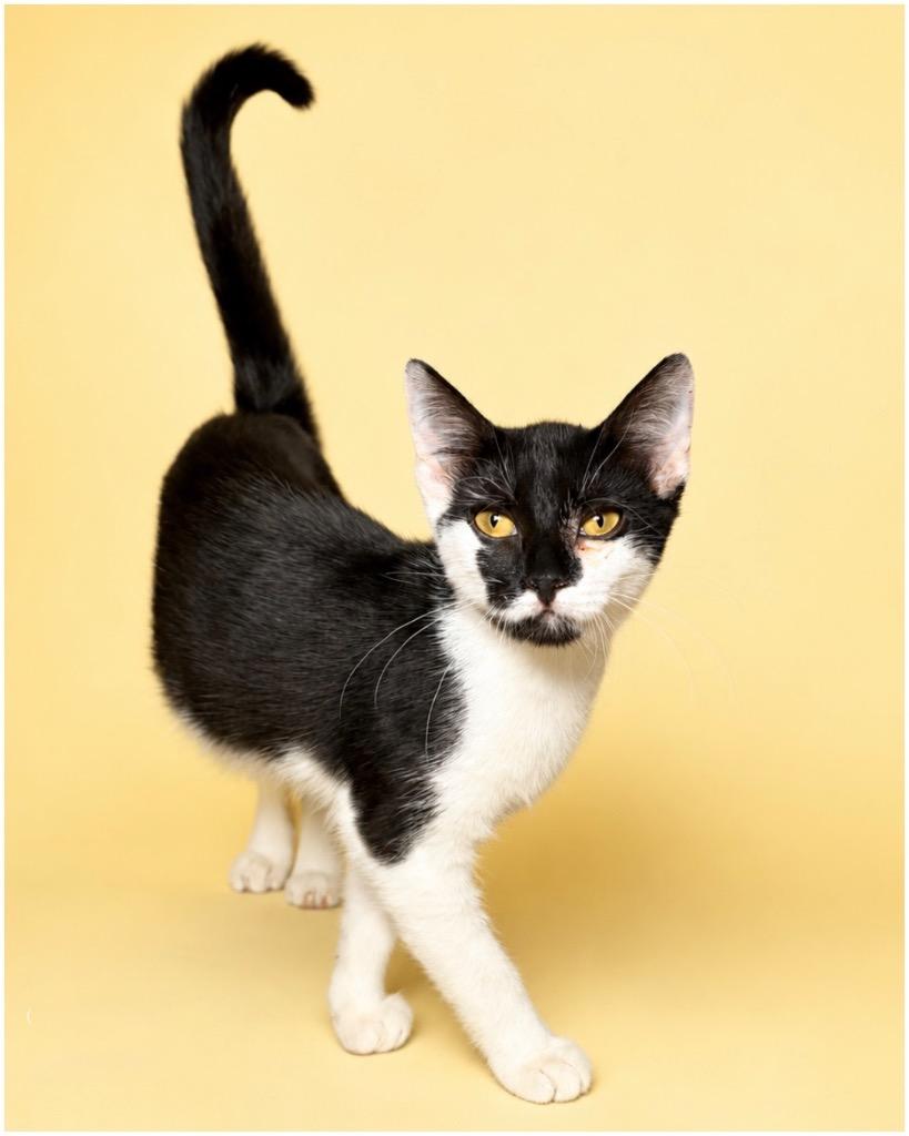 Enlarge Chickpea, a Adoptable mixed breed in Tifton, GA image 3/4