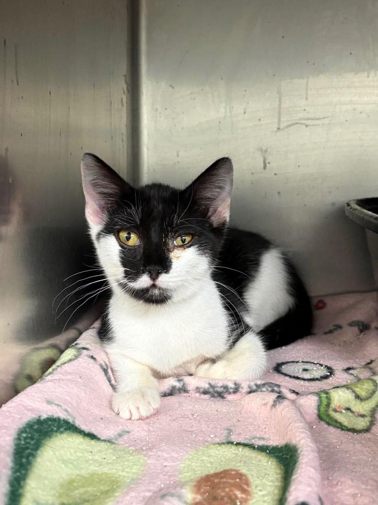 Enlarge Chickpea, a Adoptable mixed breed in Tifton, GA image 4/4