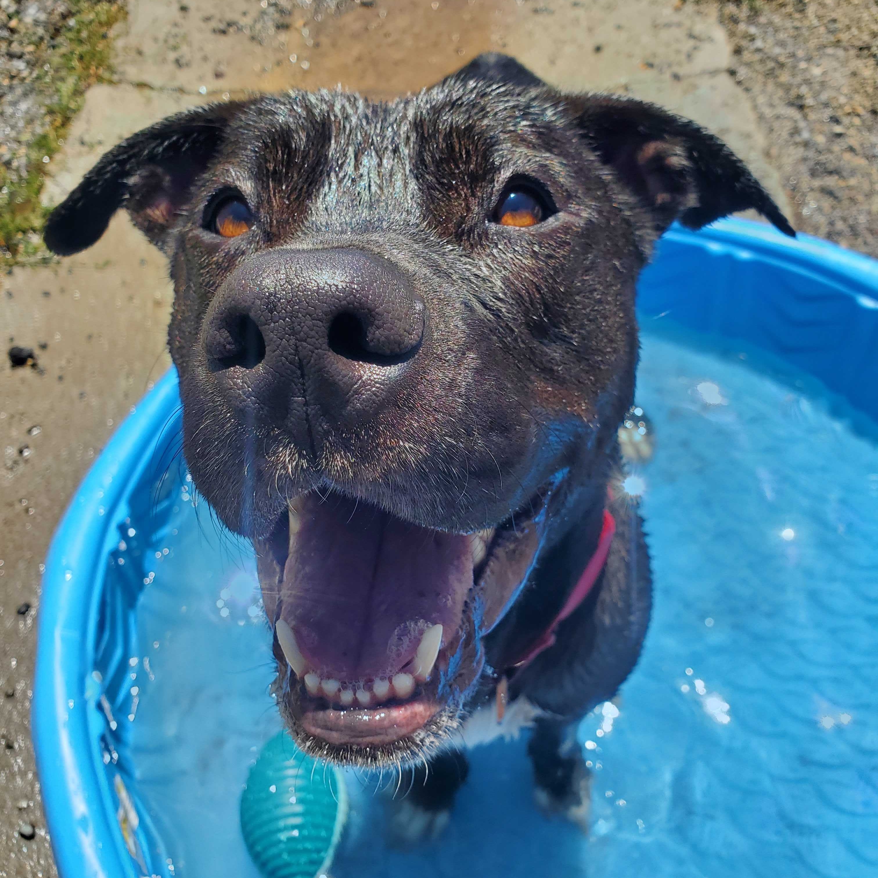 Jaxx, adoptable, Young Male Pit Bull Terrier.