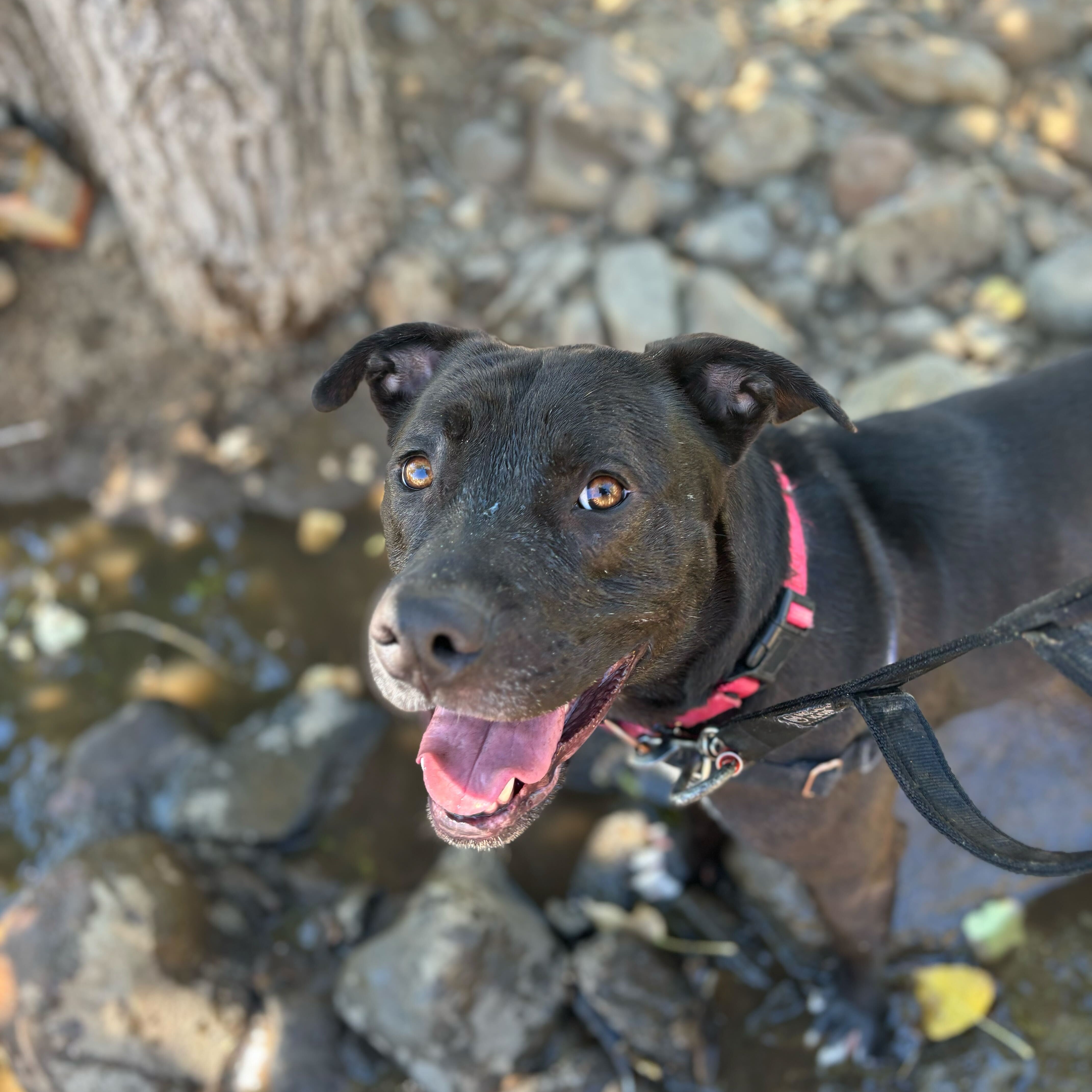 Jaxx, adoptable, Young Male Pit Bull Terrier.
