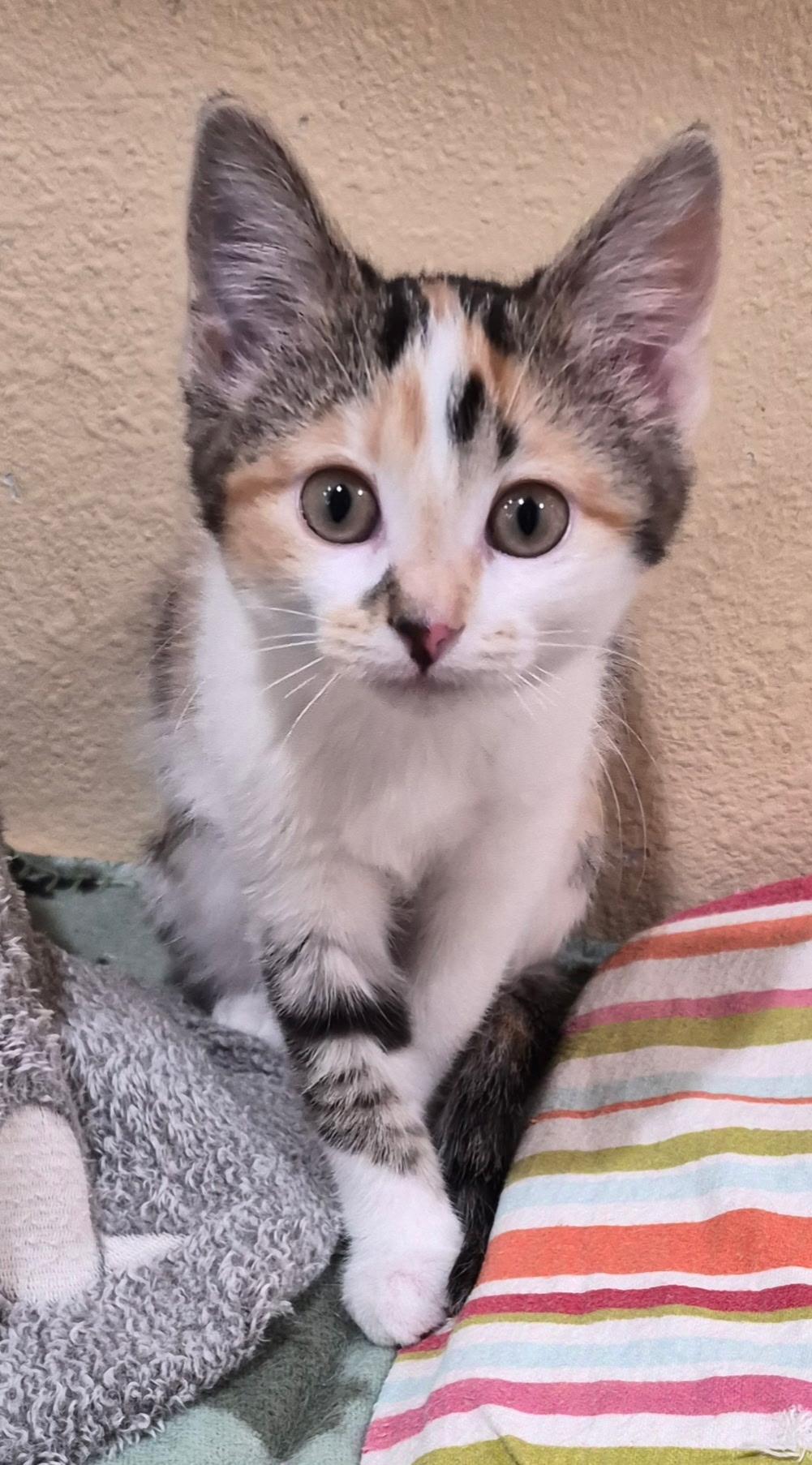 Enlarge Carolina, an adopted Domestic Short Hair in Tomah, WI image 2/2