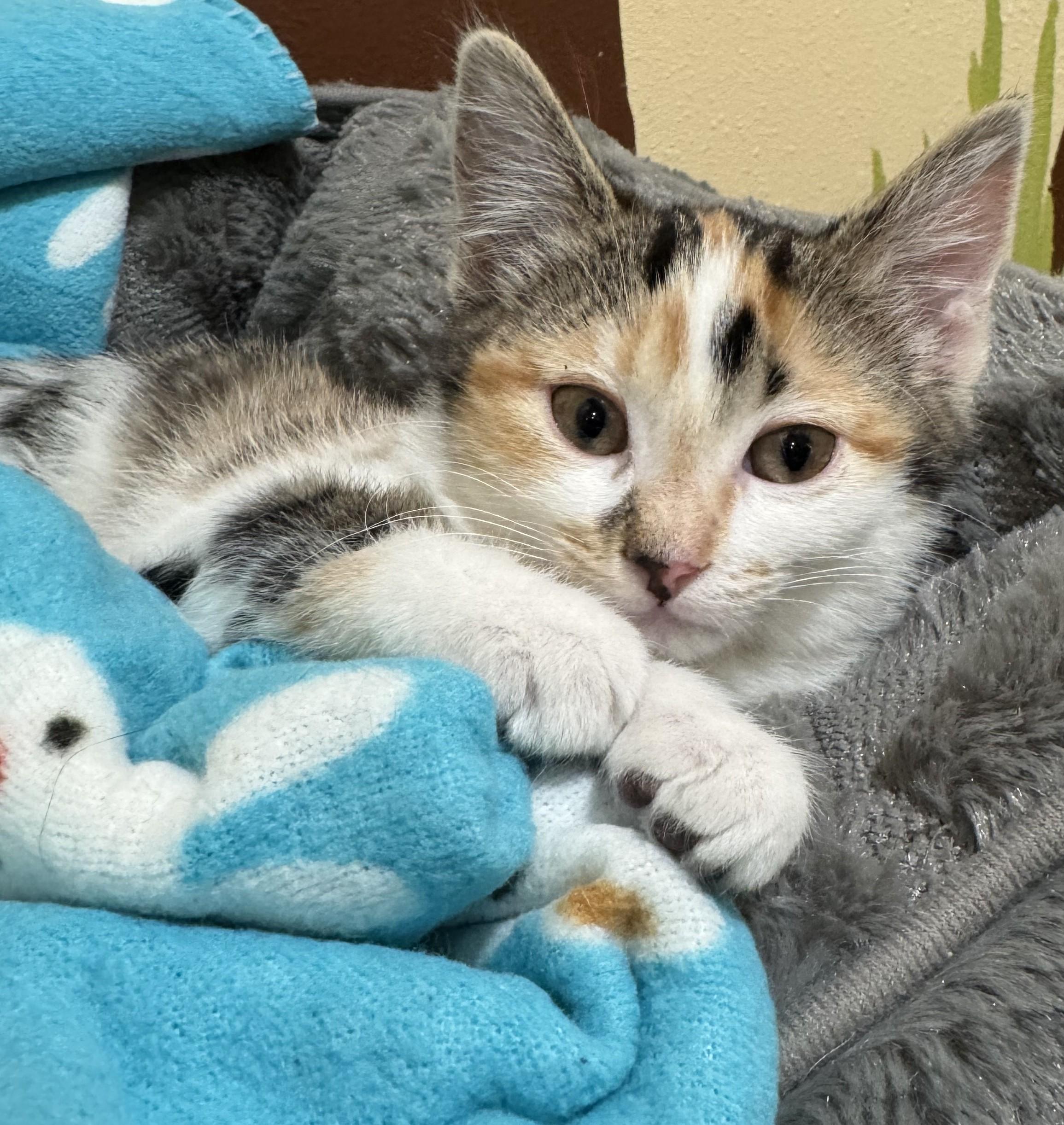 Carolina, adopted, Kitten Female Domestic Short Hair.