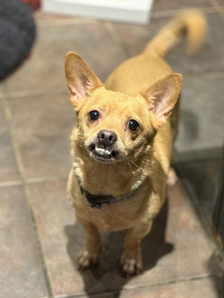 Otto