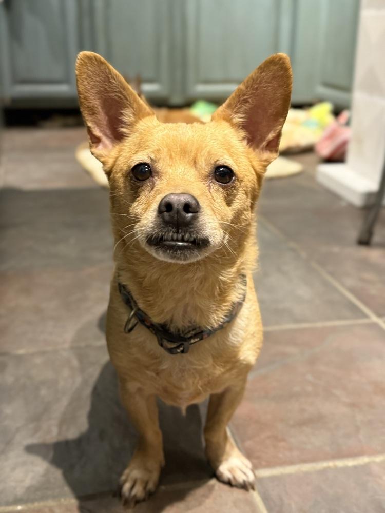 Otto
