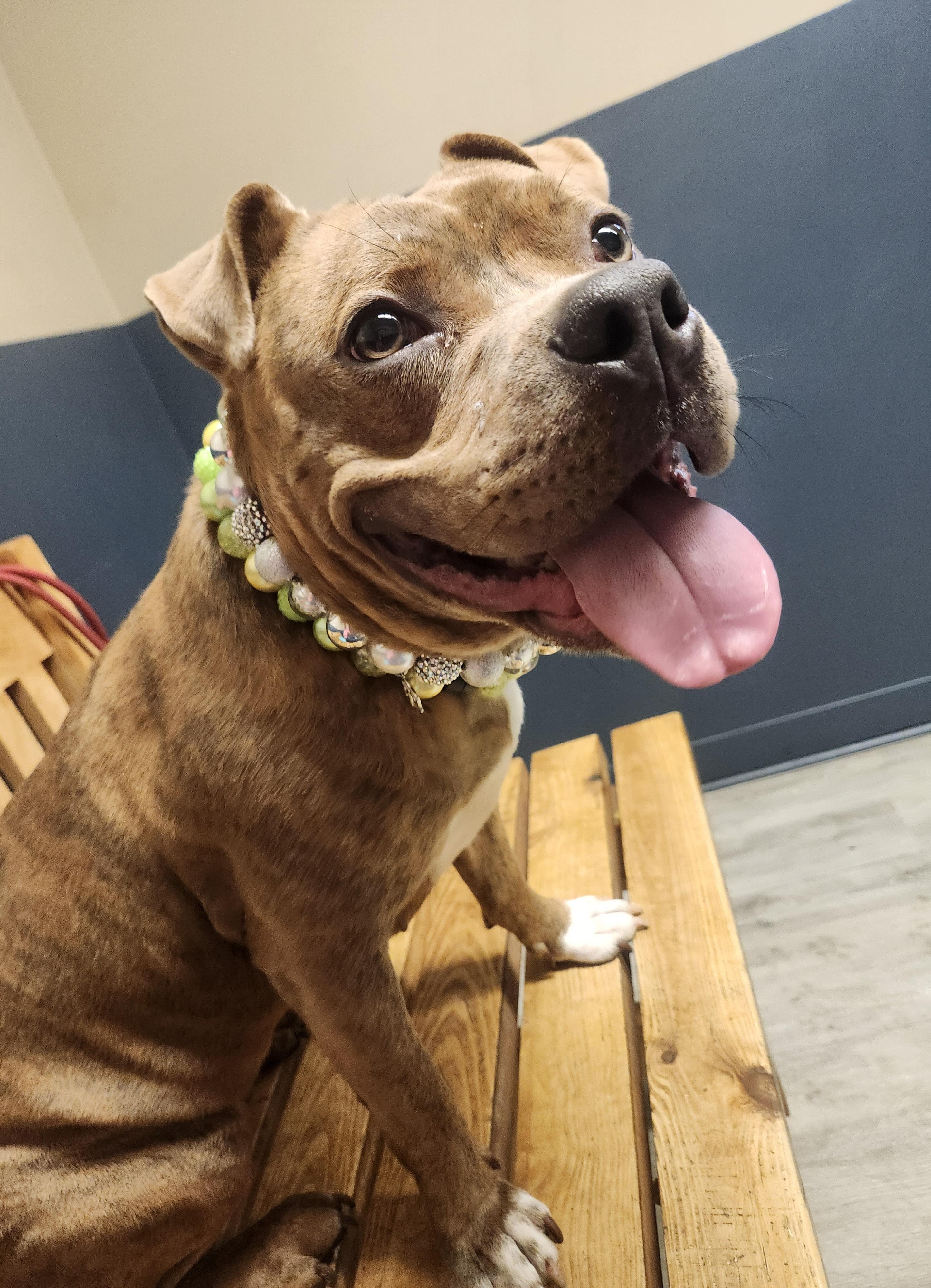 Enlarge Jolene, an adoptable mixed breed in Mansfield, OH image 2/4