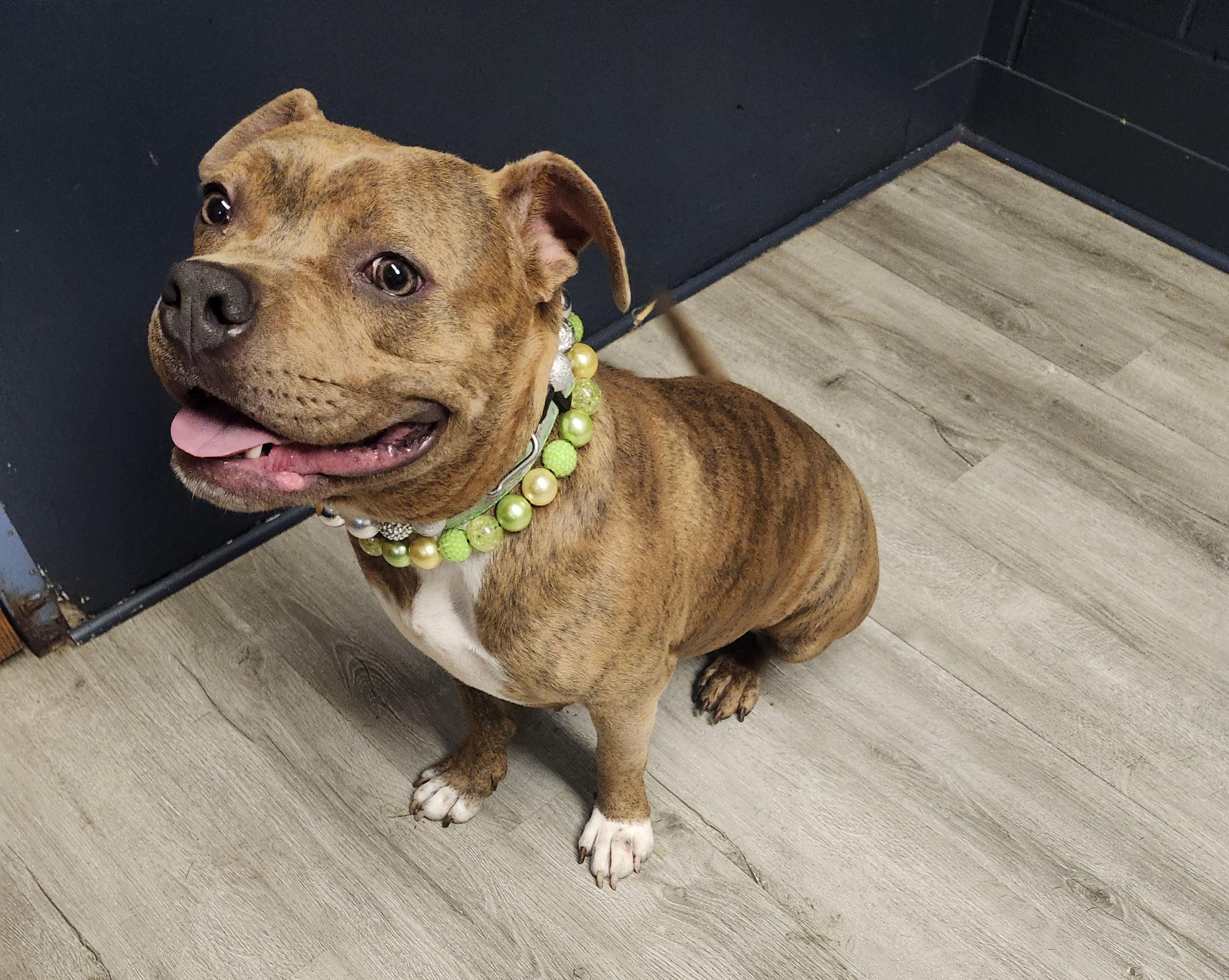 Enlarge Jolene, an adoptable mixed breed in Mansfield, OH image 4/4